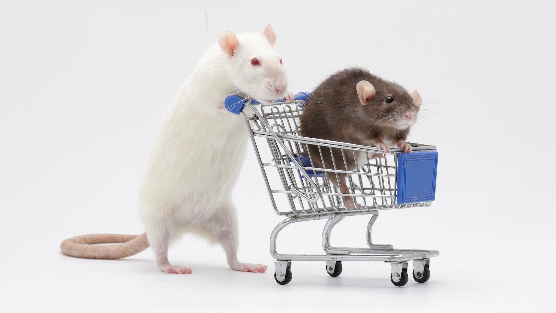 Set of 30 Cute Pet Rat Wallpaper for PC & Mac