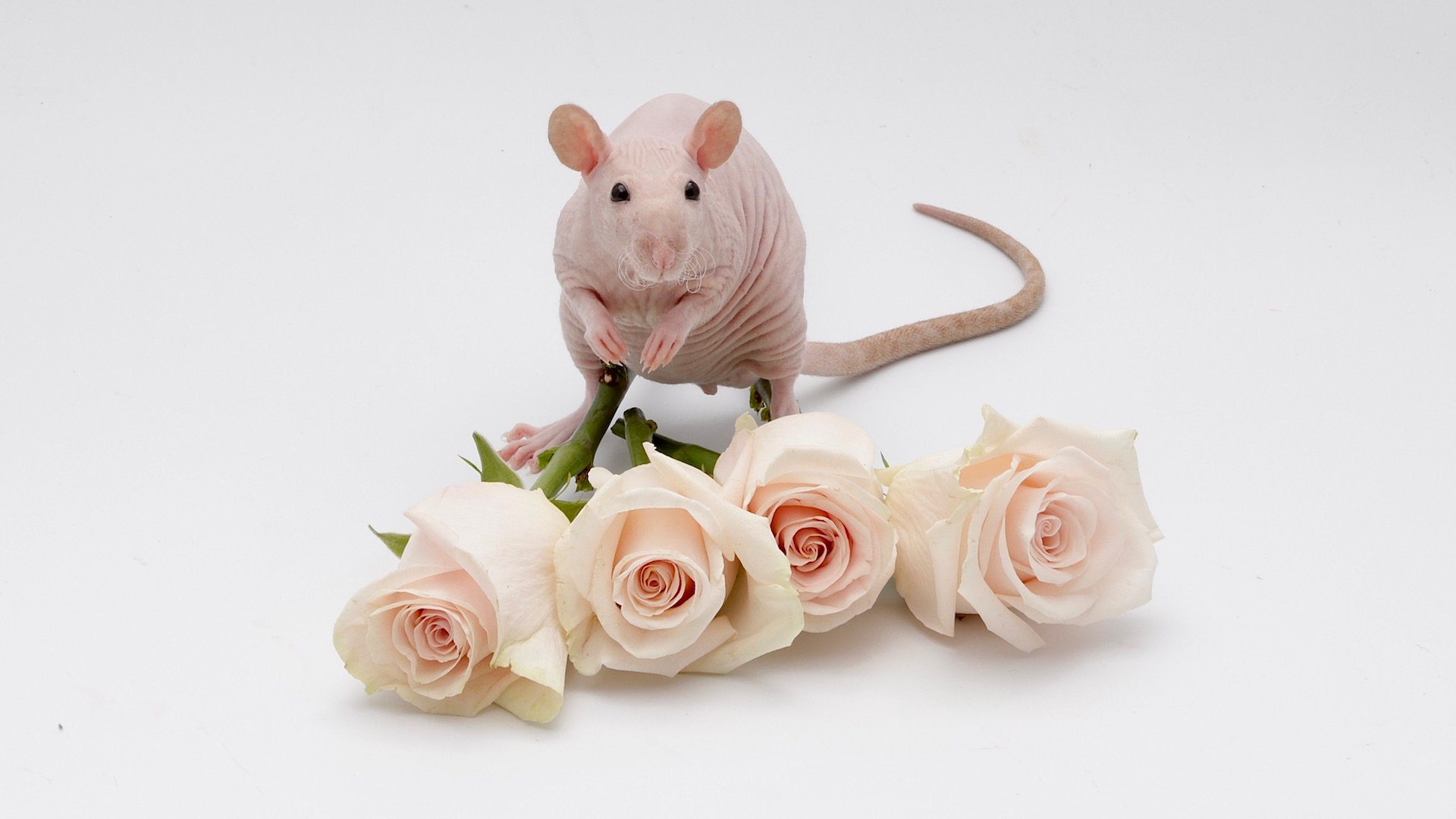 Set of 30 Cute Pet Rat Wallpaper for PC & Mac