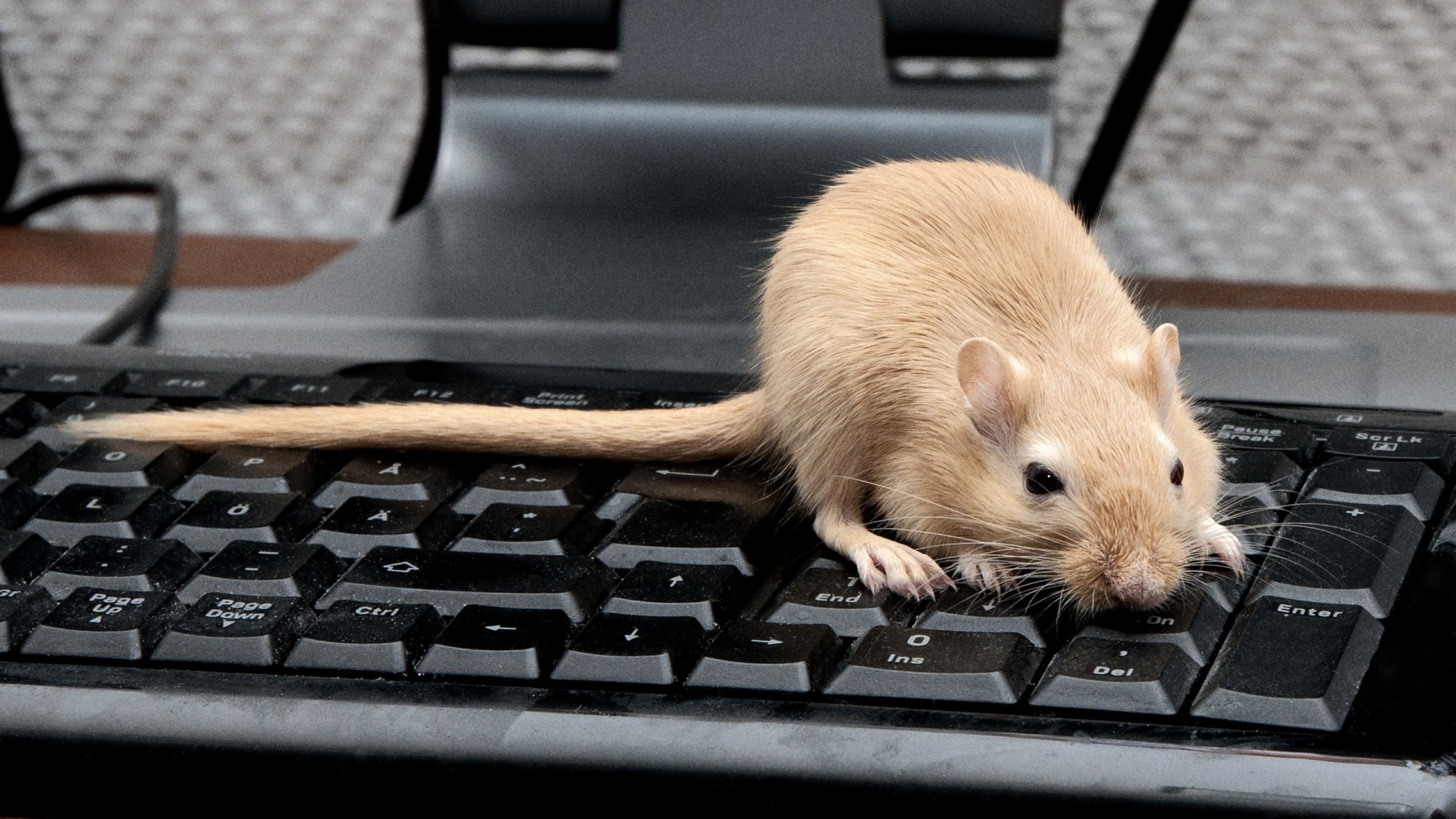 Red rat sitting on black keyboard Desktop wallpaper 1920x1080