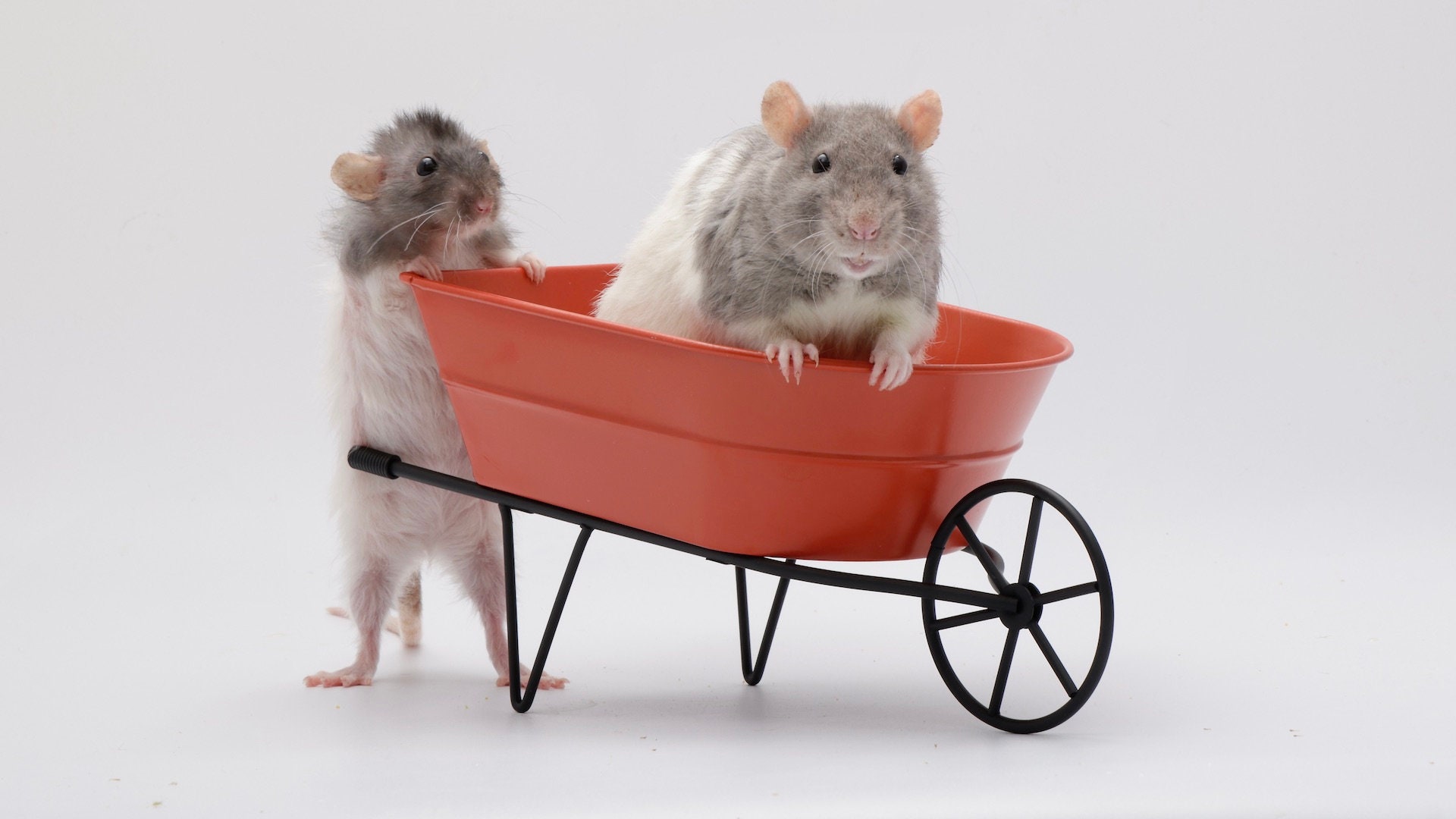 Set of 30 Cute Pet Rat Wallpaper for PC & Mac