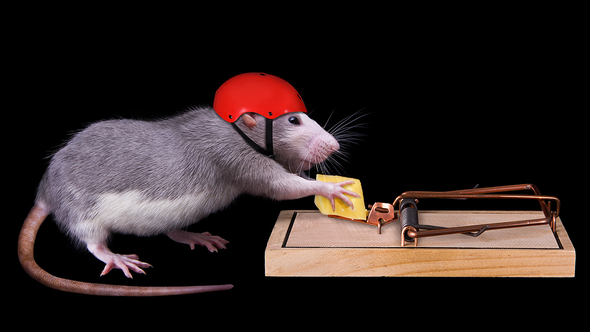 image Rats Helmet Tail Cheese Creative animal Black 1920x1080