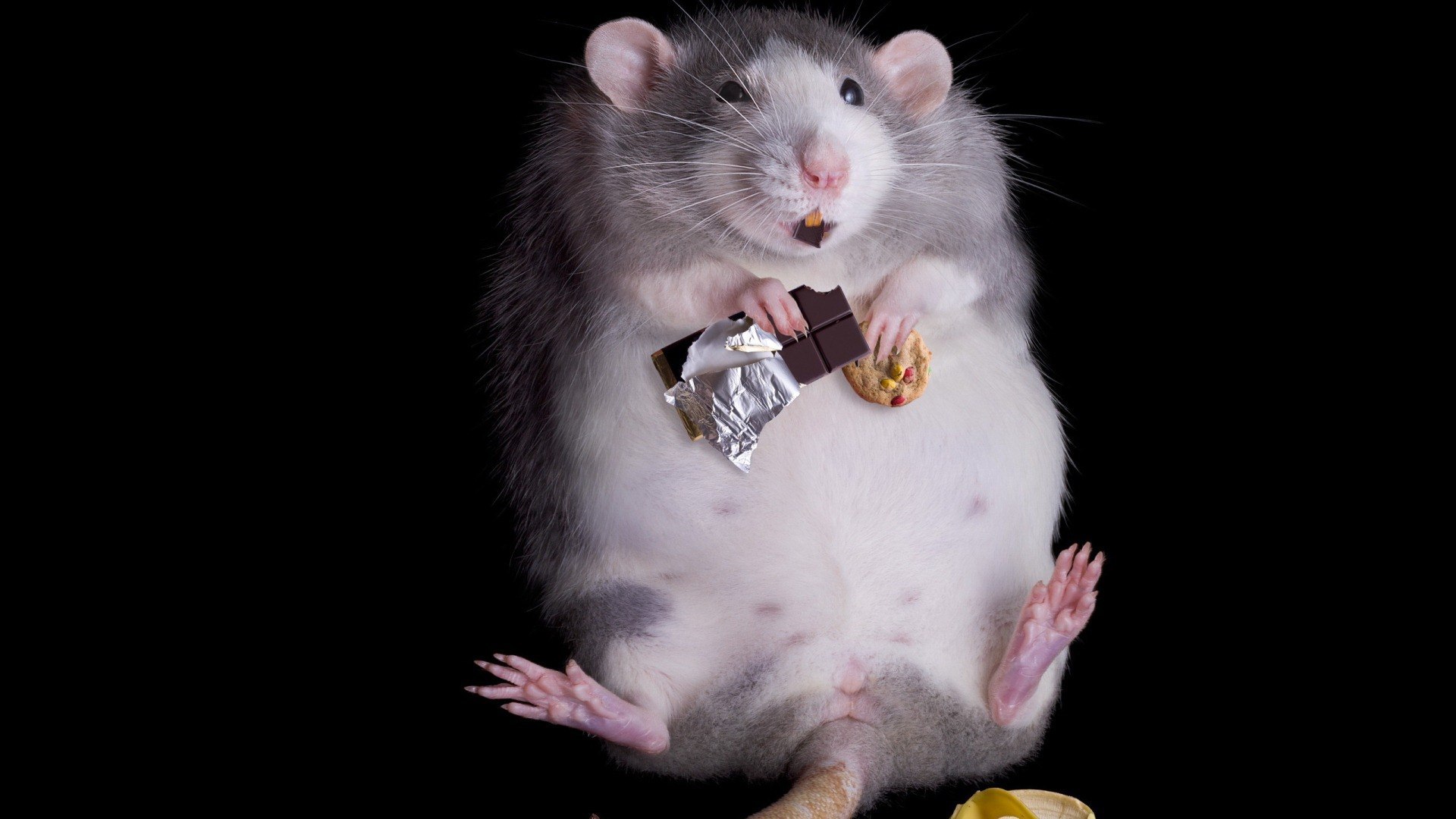 Rat overeaten sweets Desktop wallpaper 1280x800