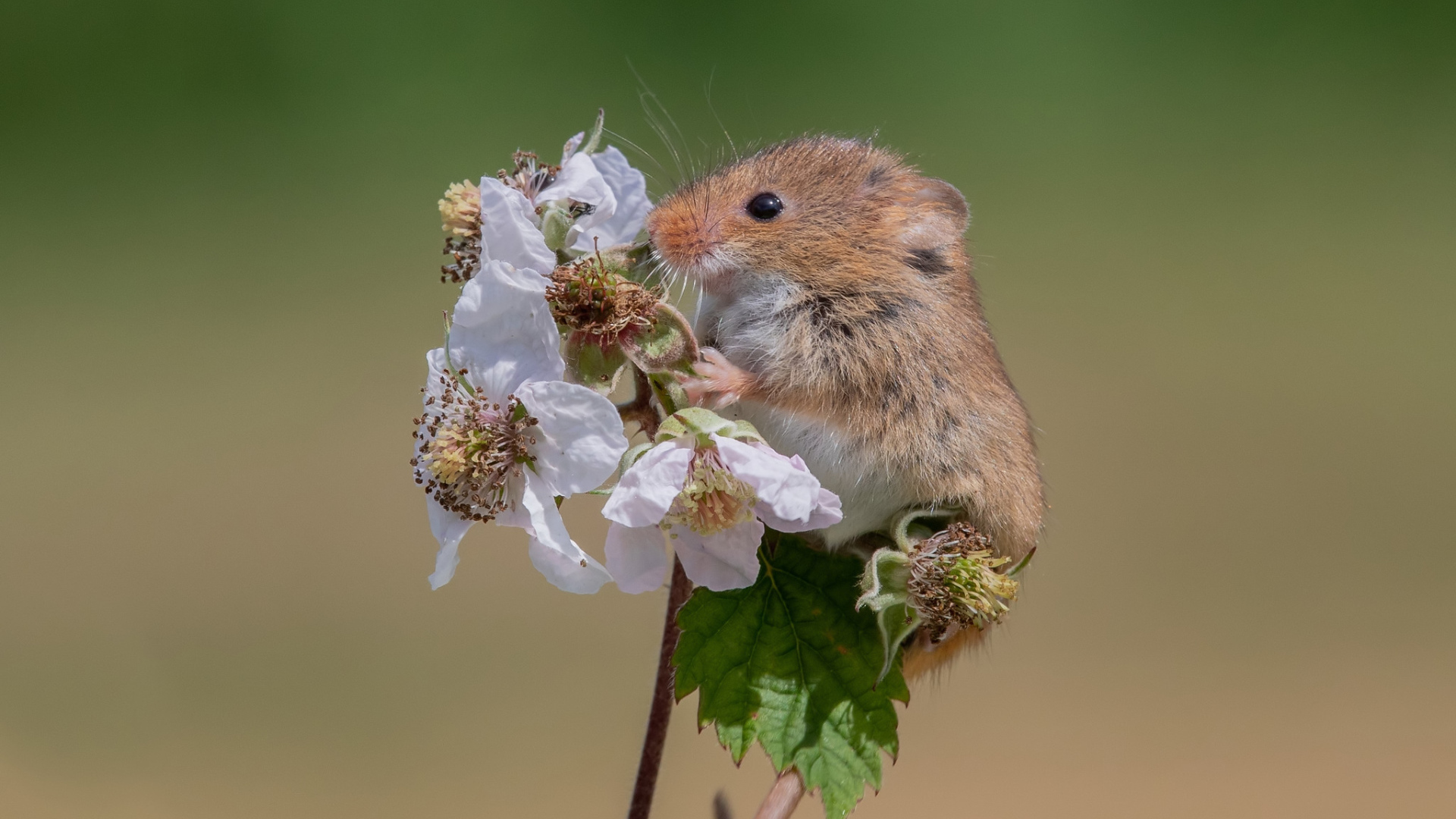 The little field mouse sits on a flower. Desktop wallpaper 1920x1080