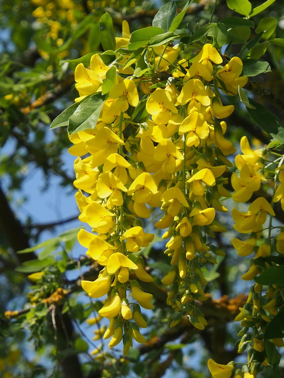 Yellow Laburnum Spring
