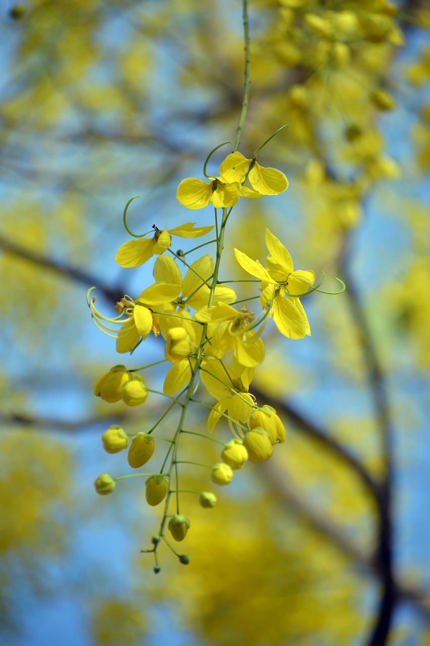 Free Laburnum & Nature Image