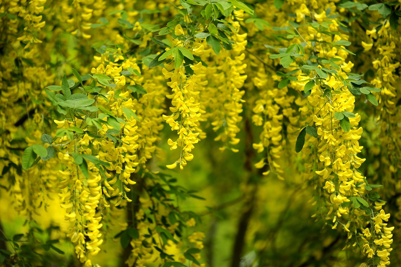 Free Laburnum Tree & Nature Image