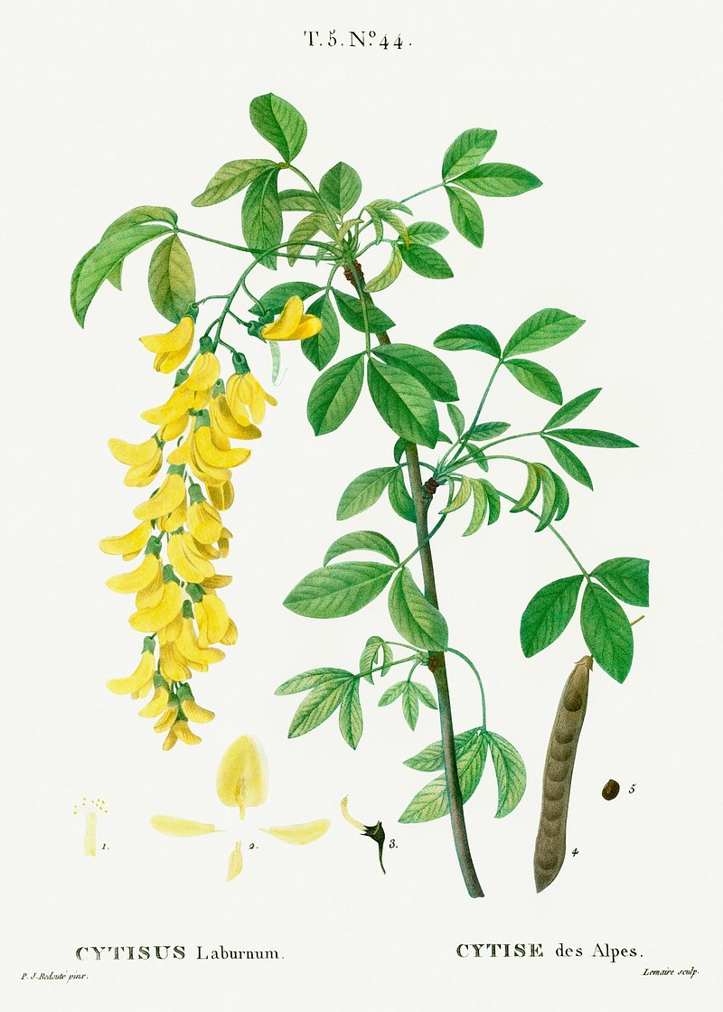 Laburnum Image Wallpaper