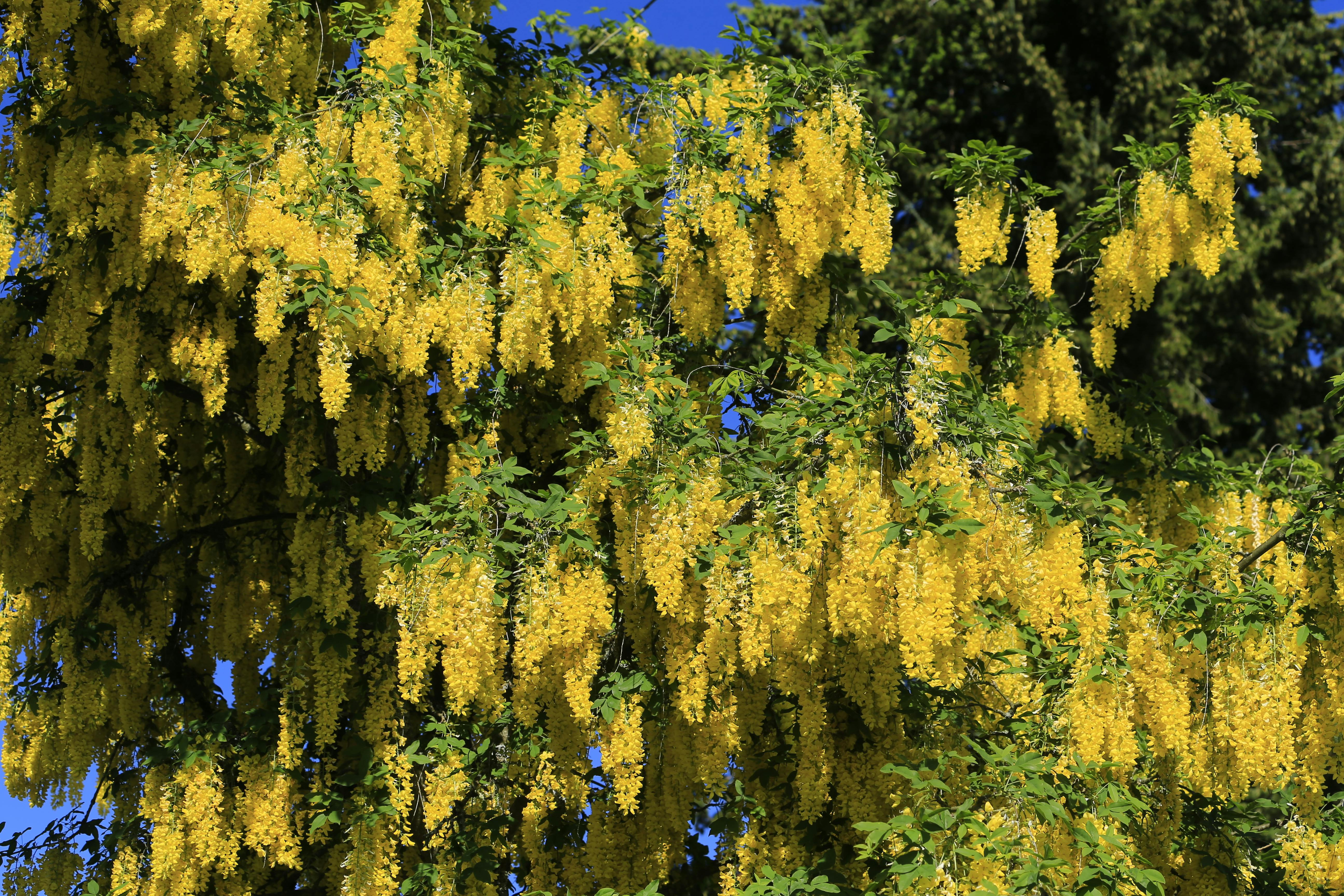 The Laburnum Tree Photo, Download The BEST Free The Laburnum Tree & HD Image