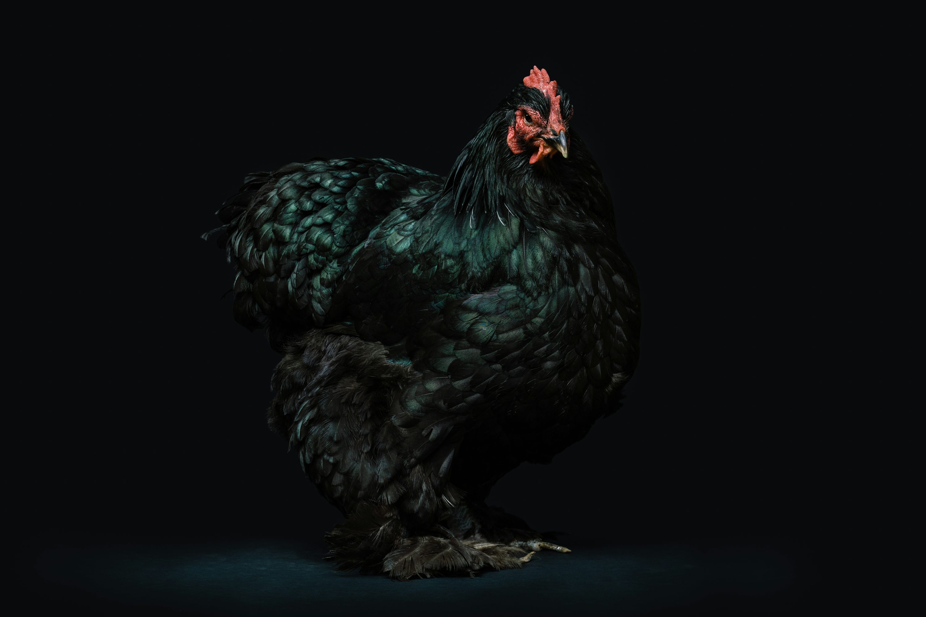 Black hen photo