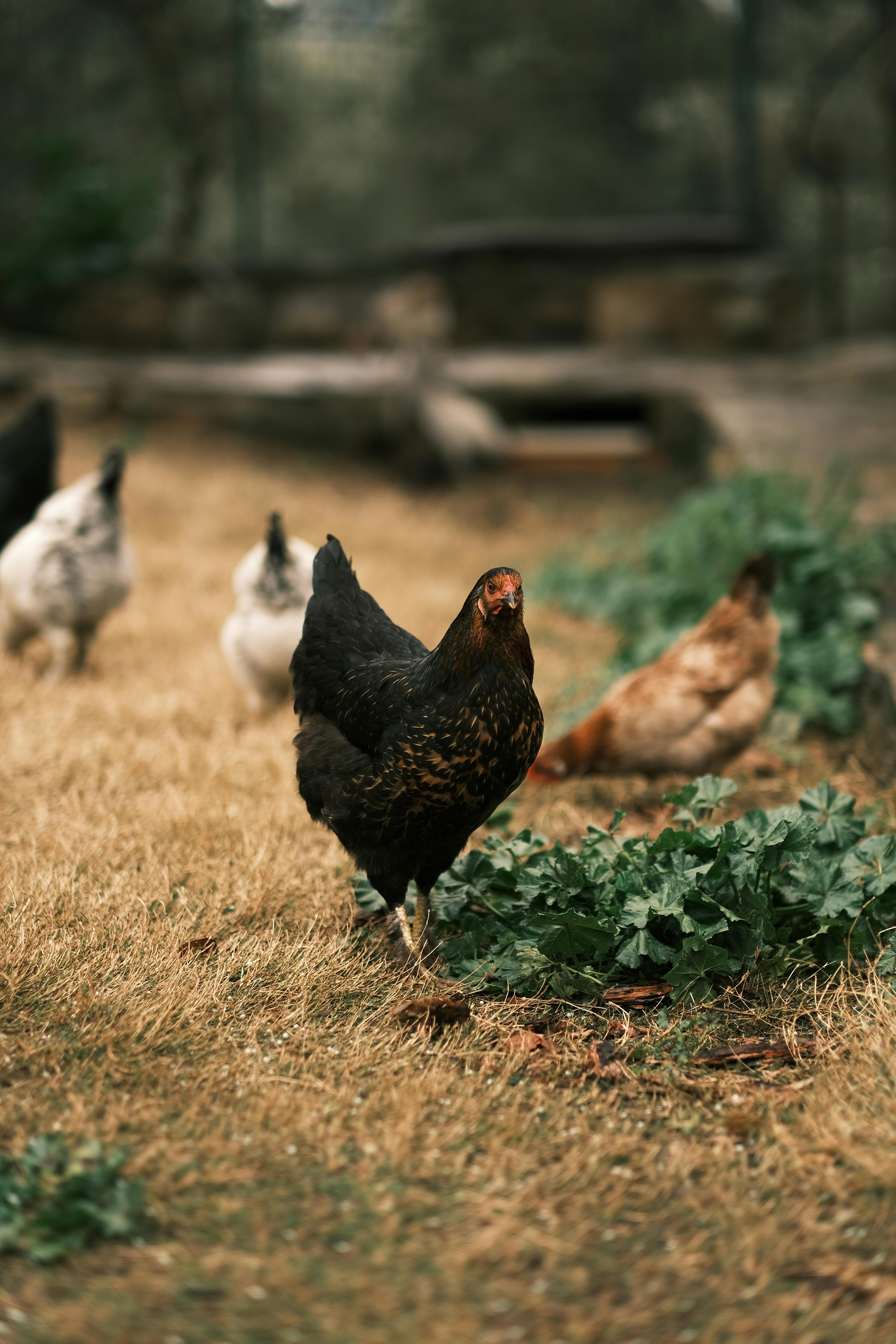 Black Chicken Photo, Download The BEST Free Black Chicken & HD Image