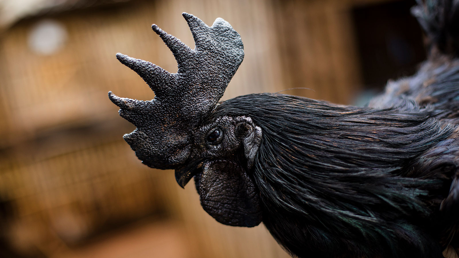 Black Chickens Are Beautiful and Out