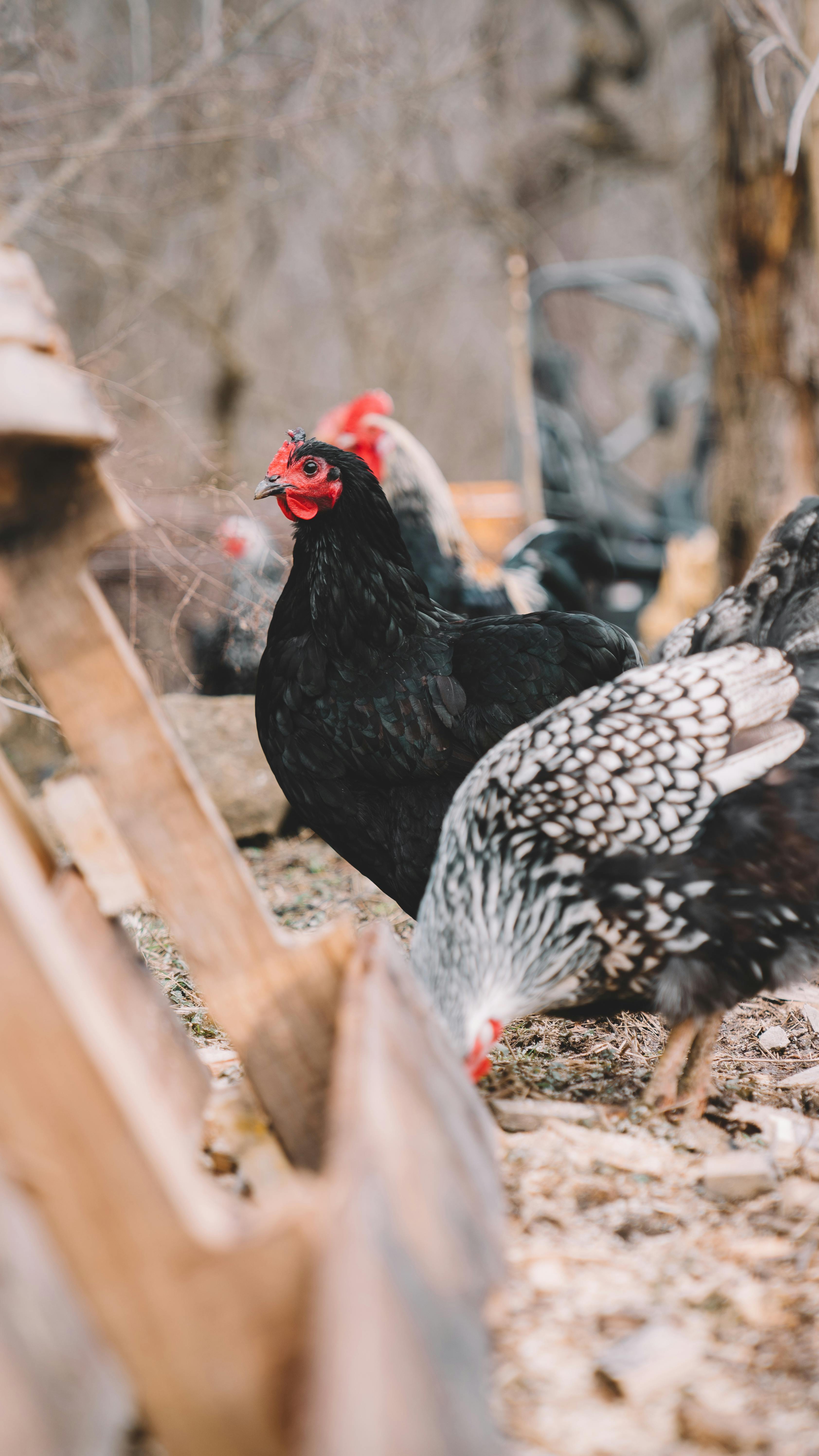 Black Chicken Photo, Download The BEST Free Black Chicken & HD Image