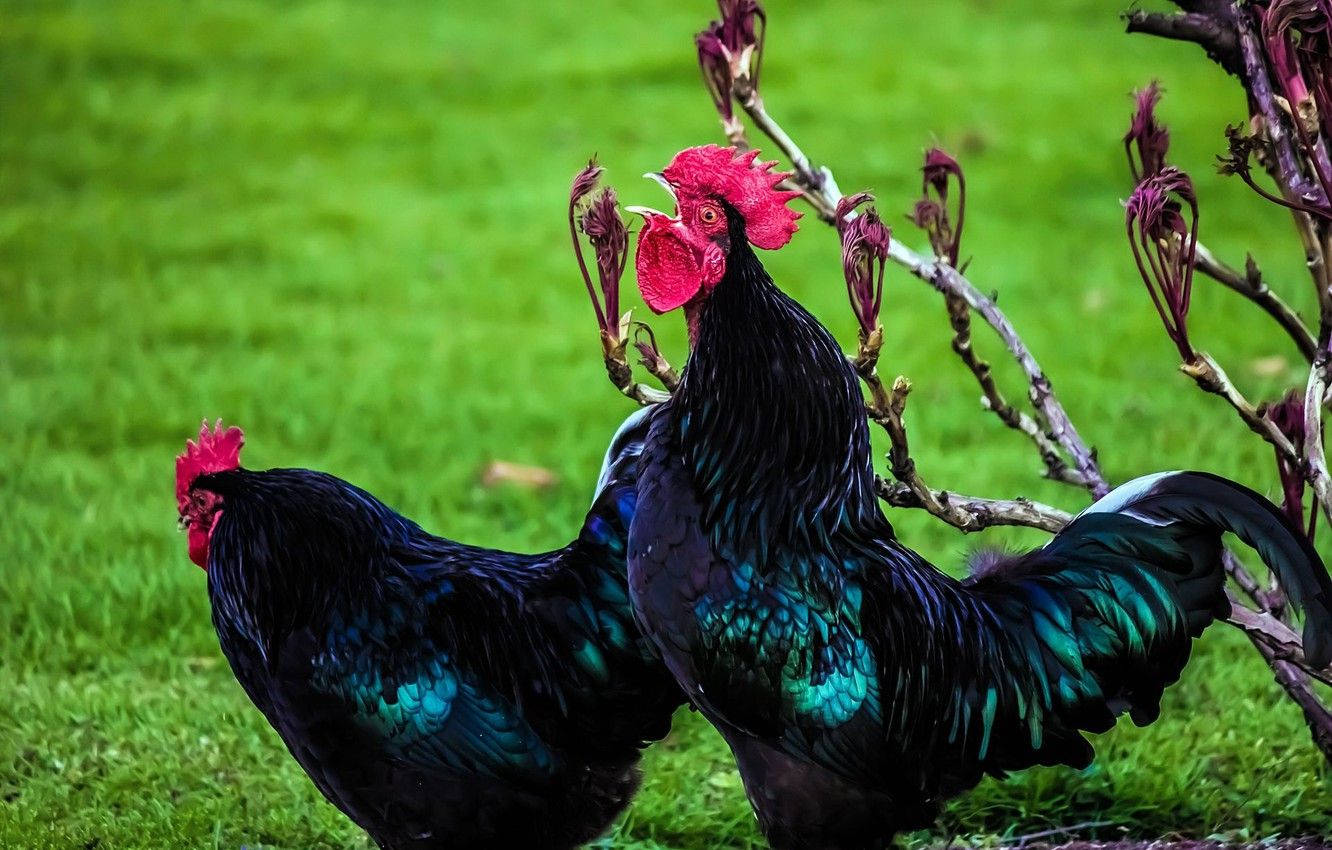 Chicken Picture