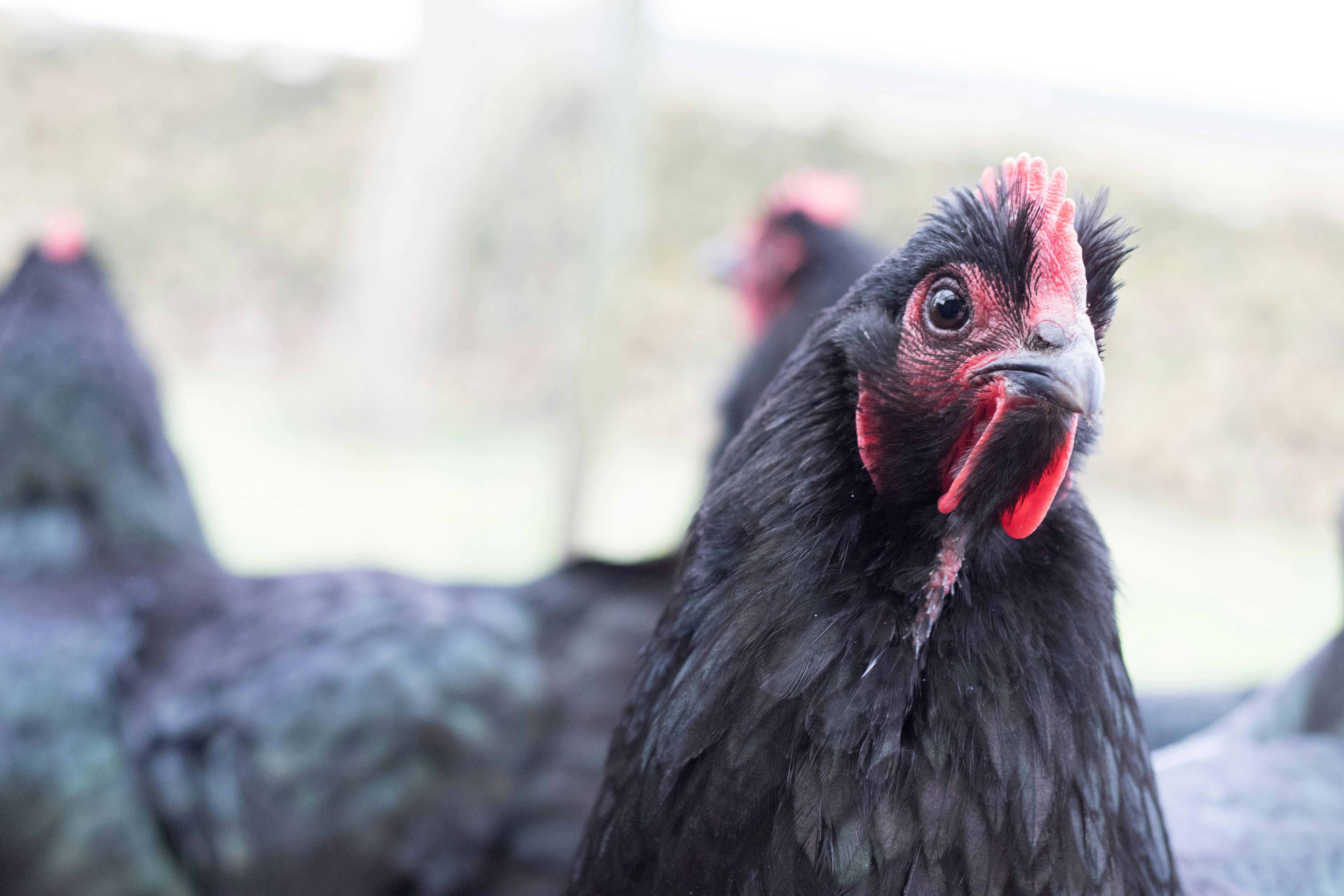 Black Chicken Photo, Download The BEST Free Black Chicken & HD Image