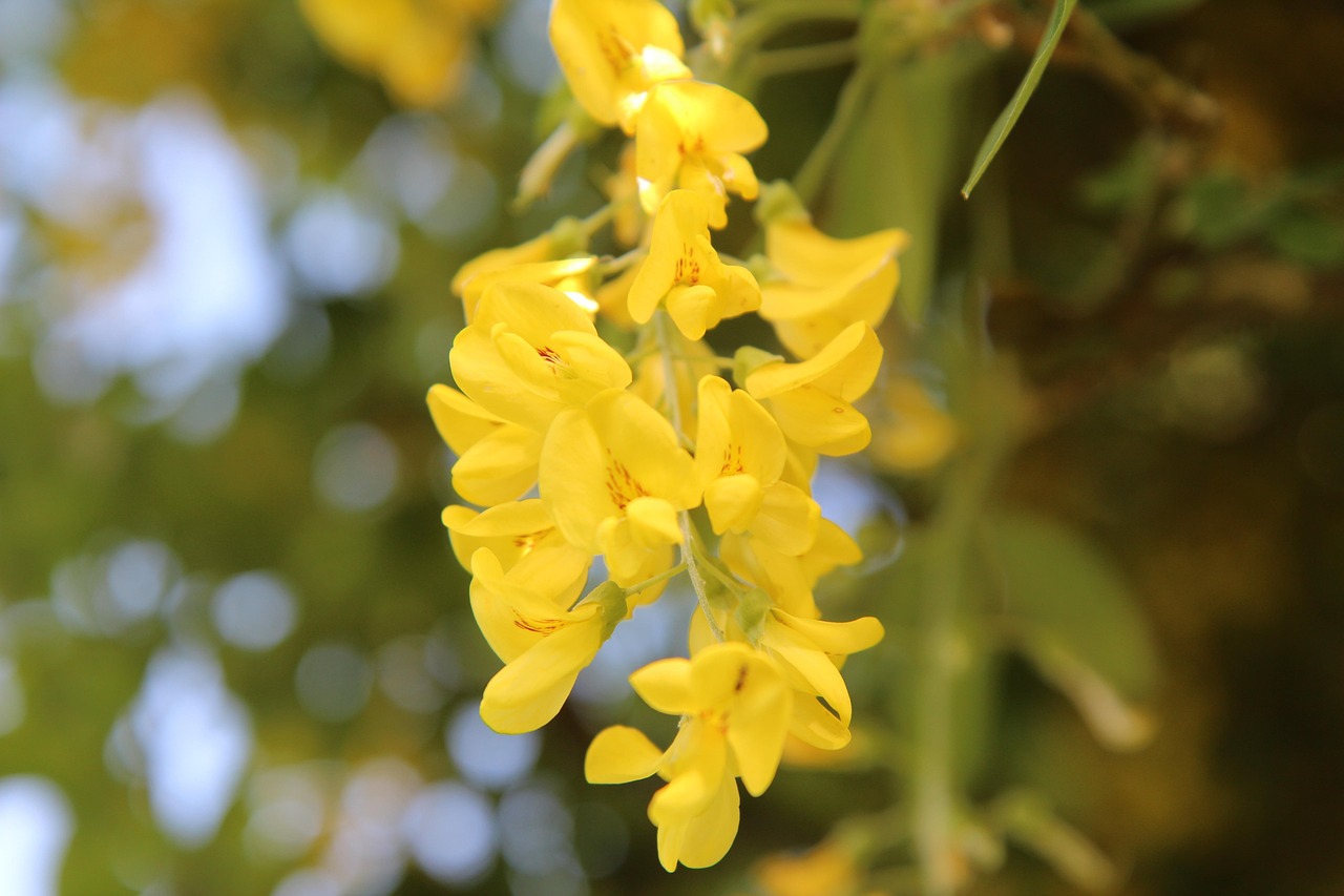 Free Laburnum Yellow & Laburnum Image