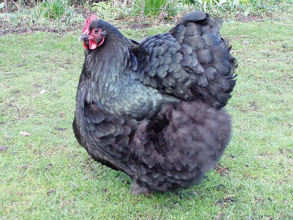 Beautiful Black Chicken Breeds Z Animals