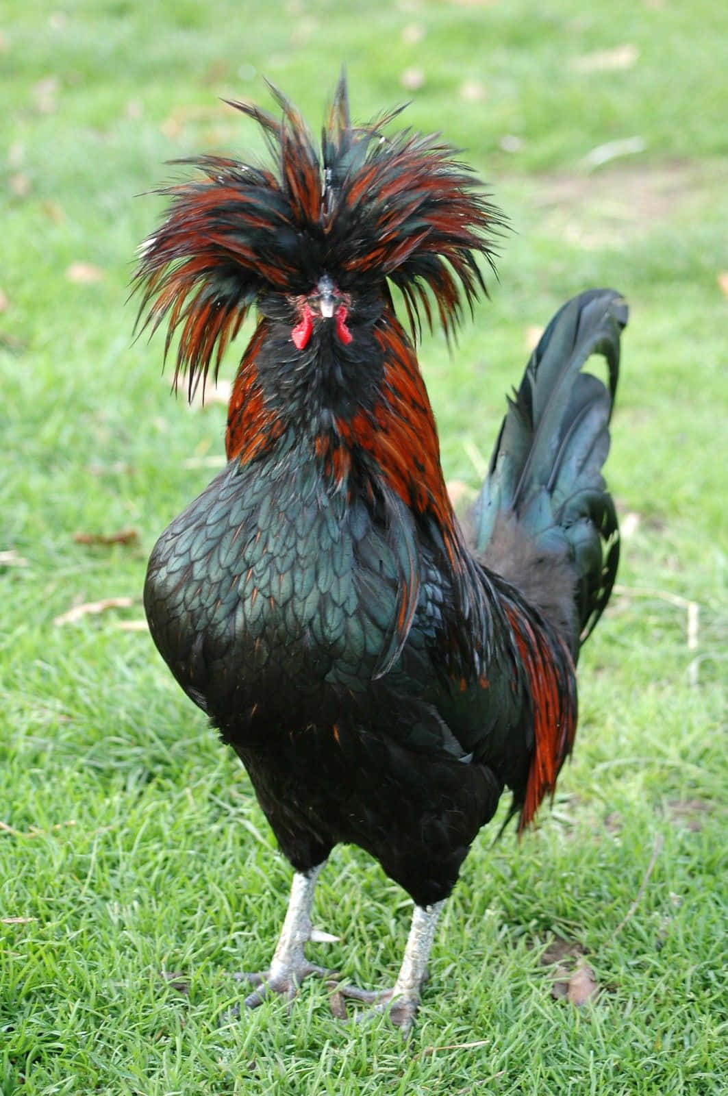 Download Funny Chicken Black Mohawk Feather Picture