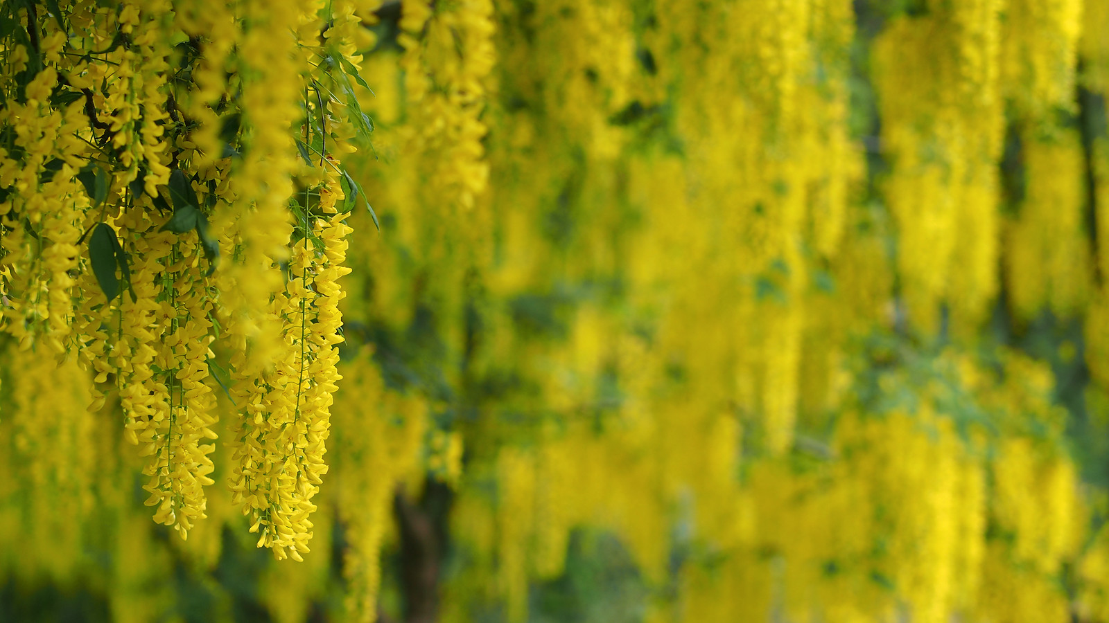 Under the Laburnum Walk. I simply cannot do their beauty ju