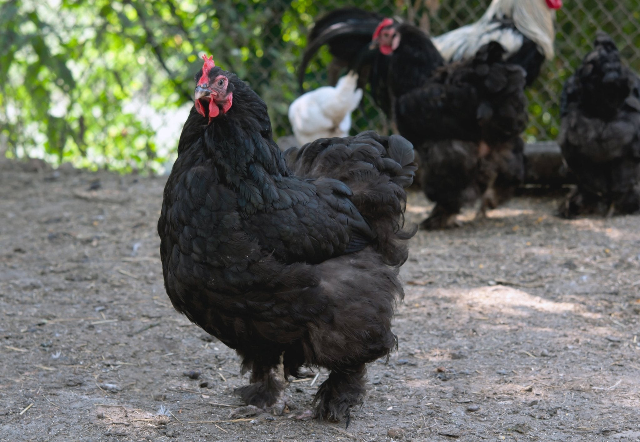 Spooky Chickens: A Brief History of Black Hen Folklore