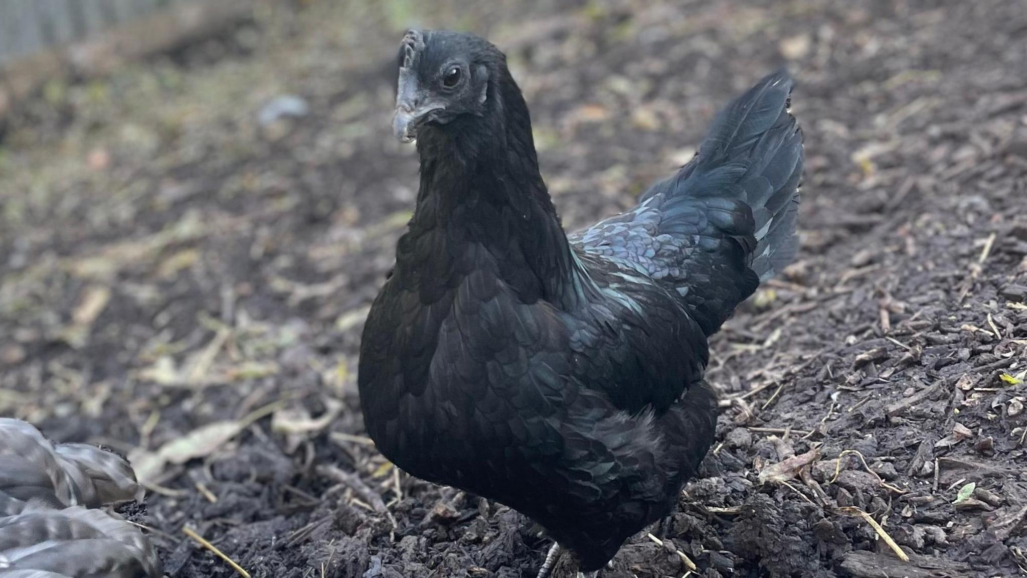 Stolen Ouseburn Farm rare chicken found in Newcastle's Walker Park