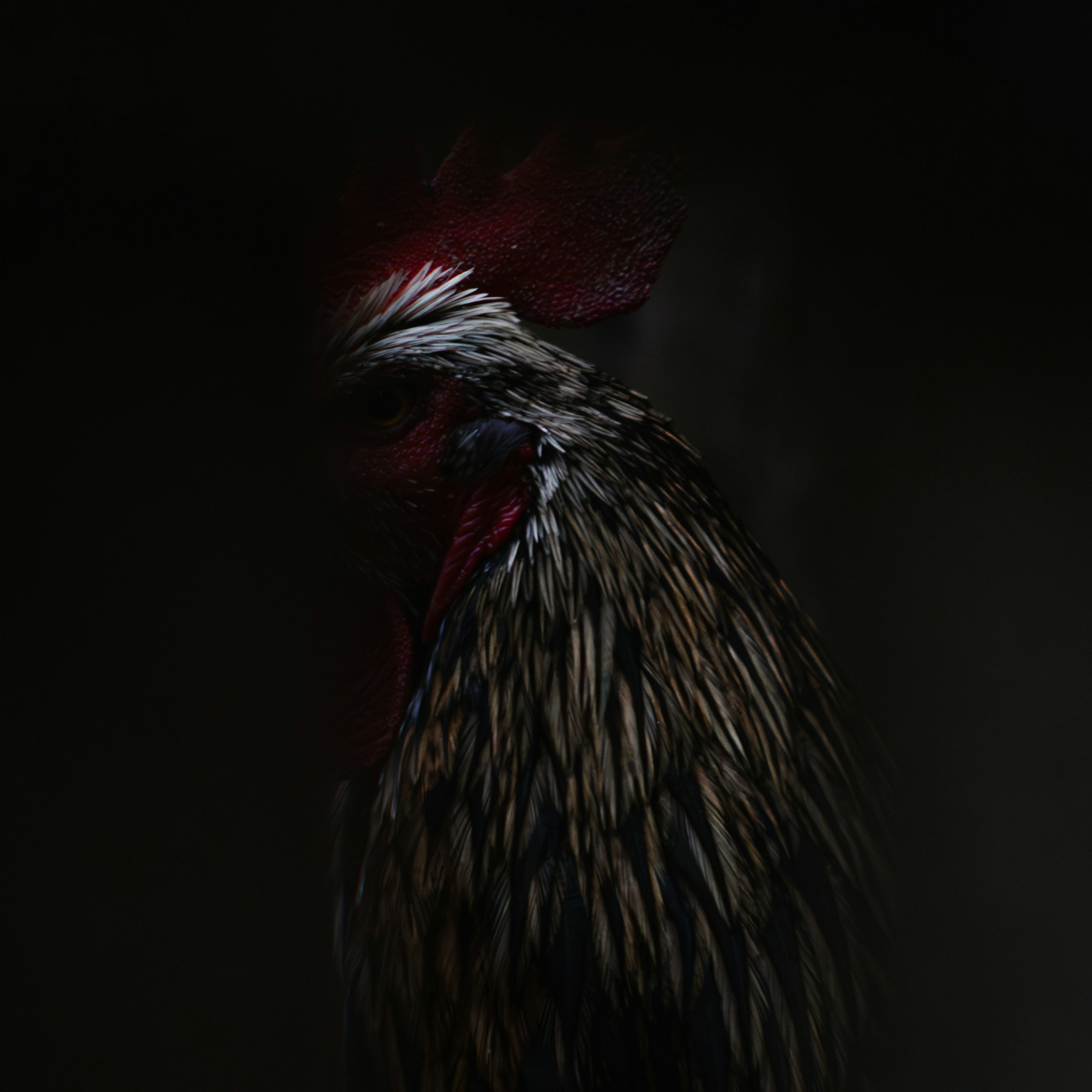A close up of a rooster in the dark photo