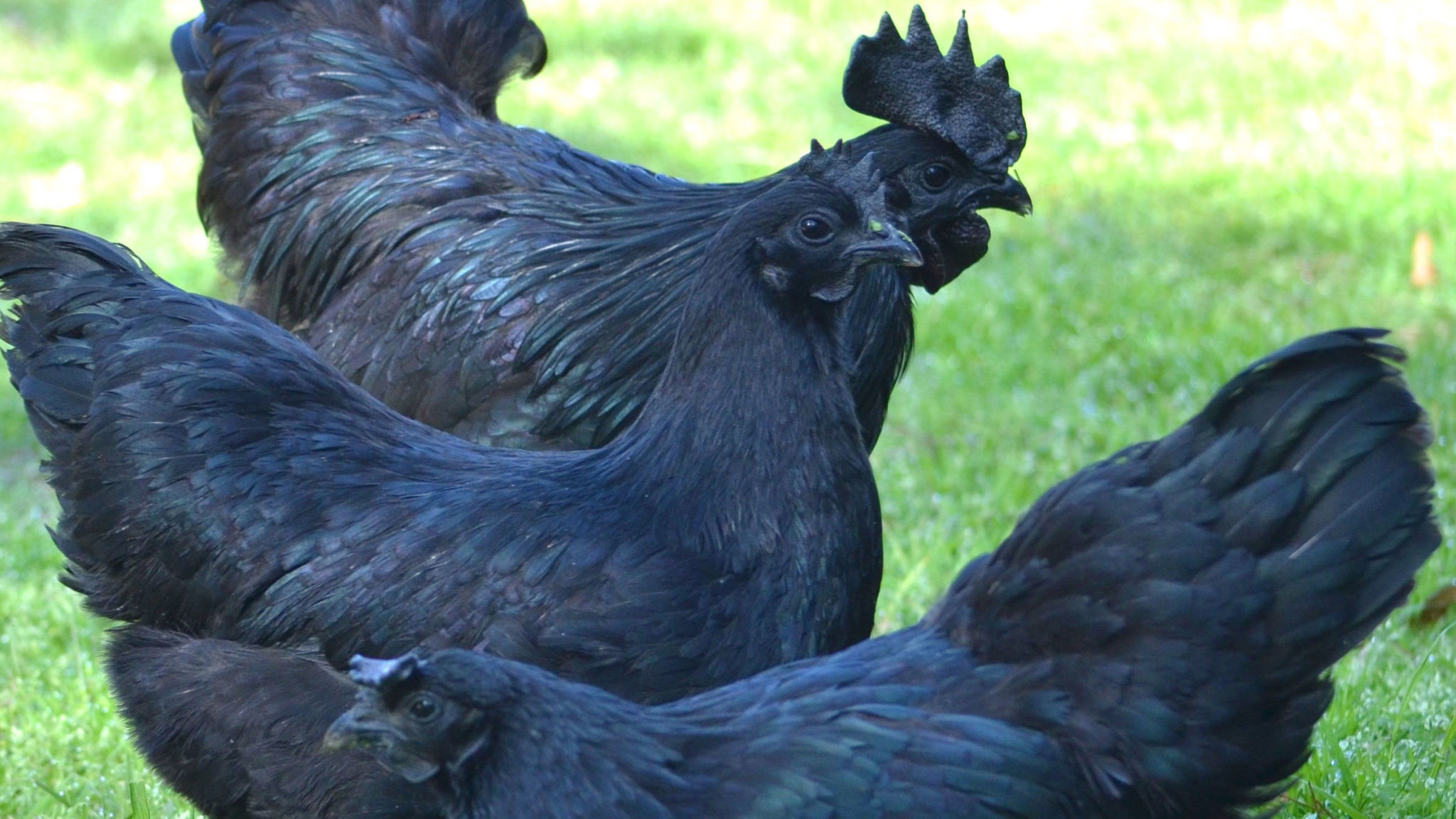 This Rare Goth Chicken is the Newest Craze of the Poultry World the Ayam Cemani