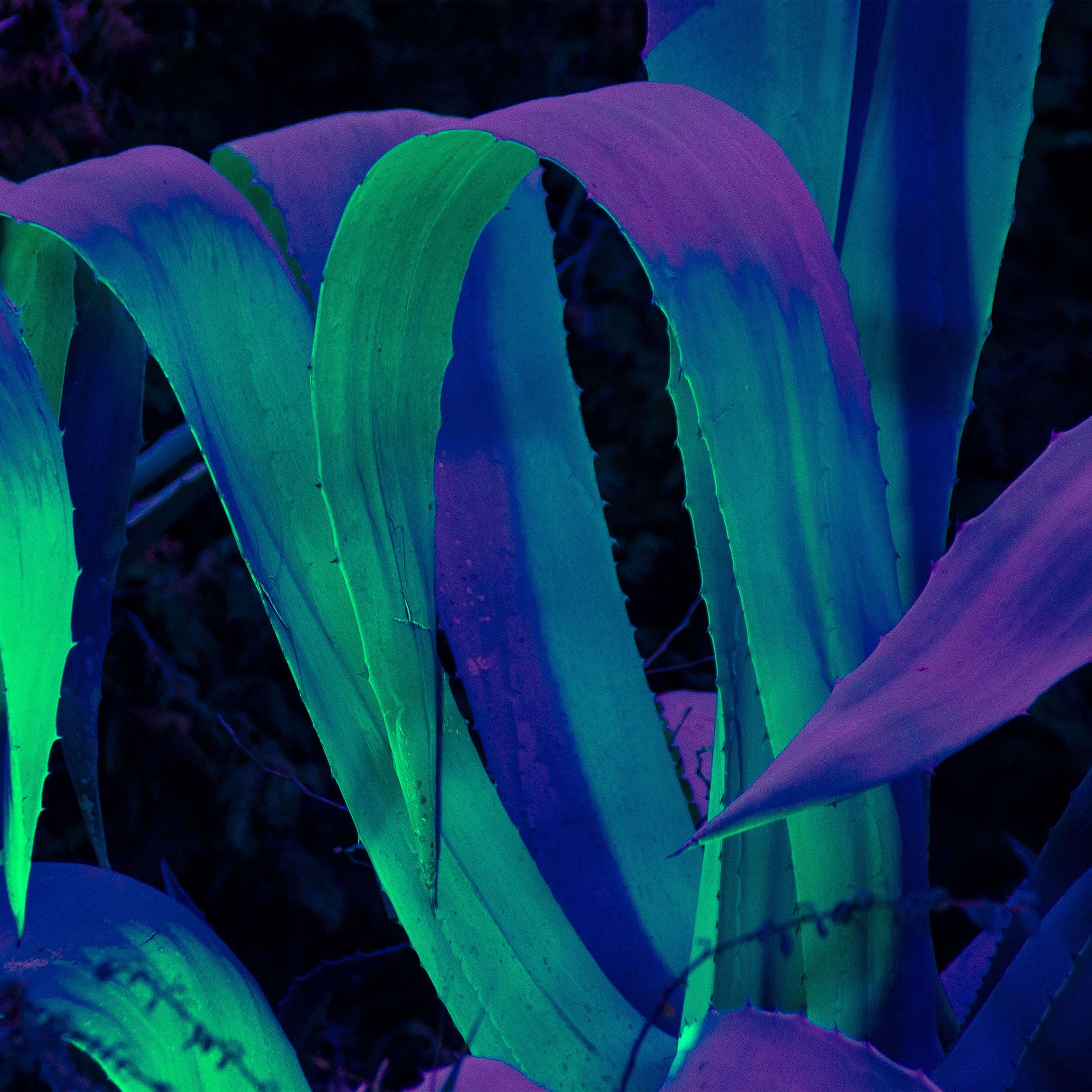 Purple and Green Wallpaper, HD Purple and Green Background on WallpaperBat