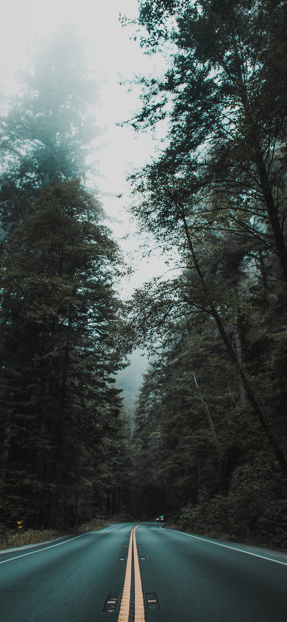 iPhone X wallpaper. street mountain road tree nature