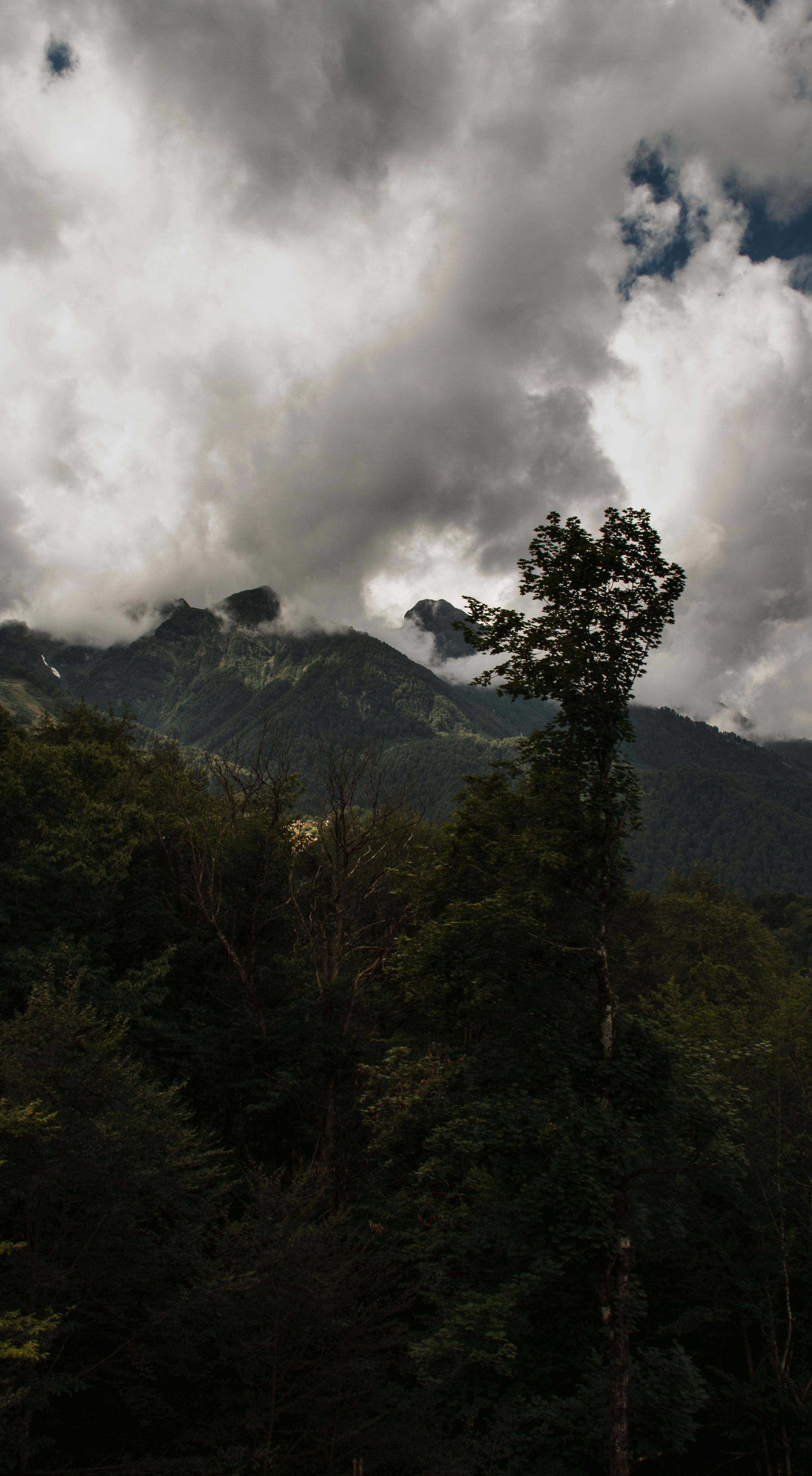 Trees on mountain under cloudy sky in evening · Free