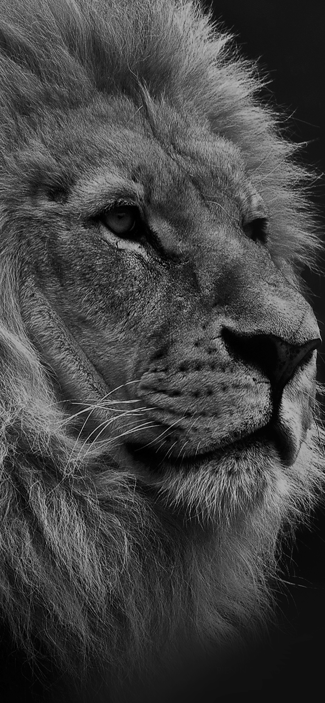 iPhoneXpapers geographic nature animal lion dark bw