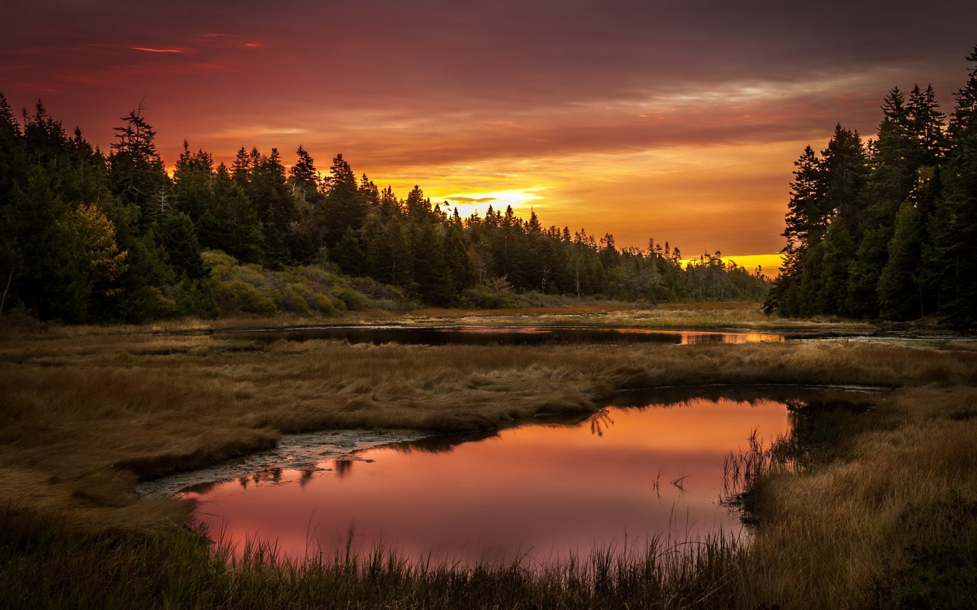 Wallpaper sunset forest swamp from pikahy image and screensavers