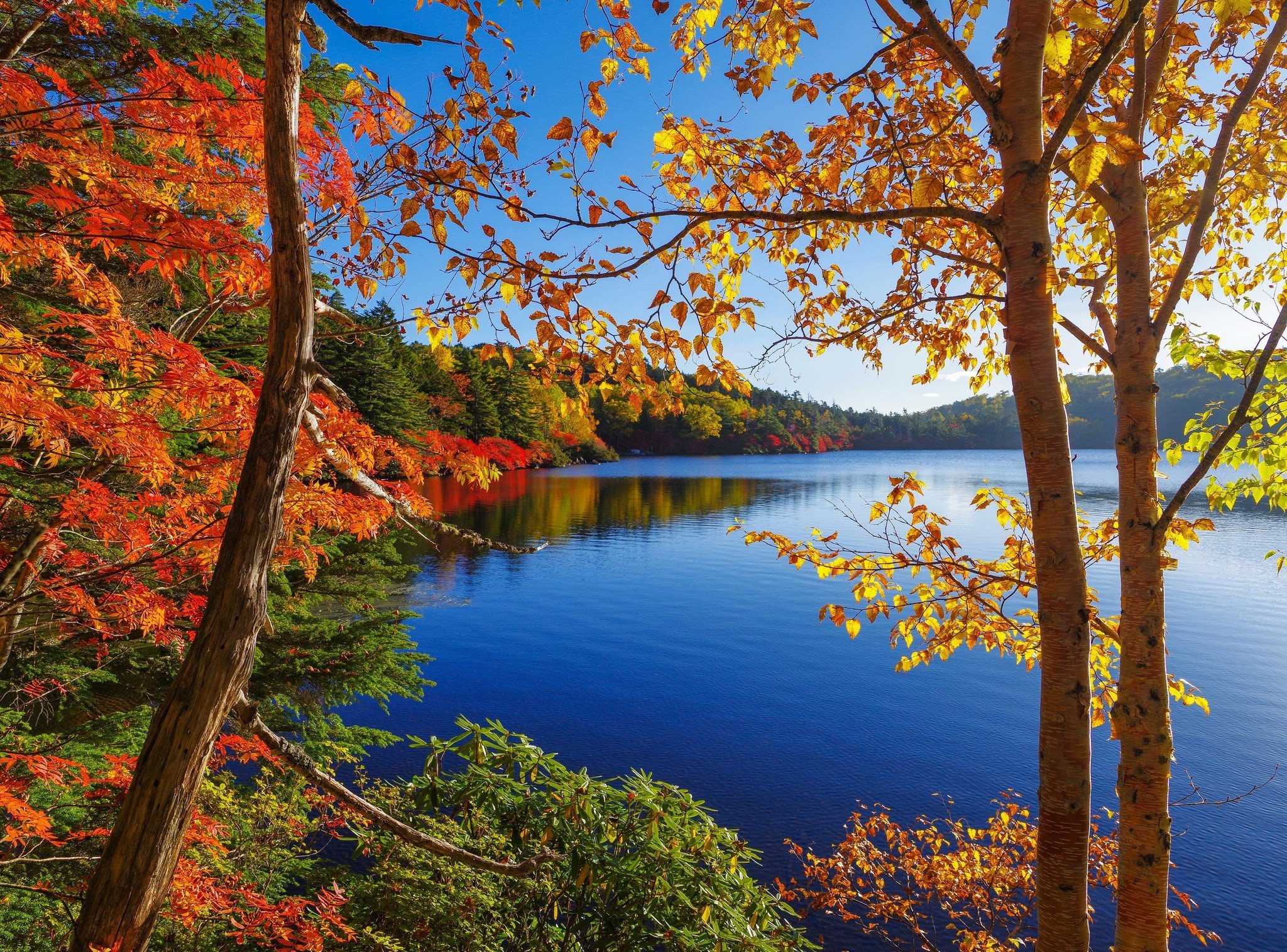 Autumn in lake beside the forest Wallpaper for Desktop