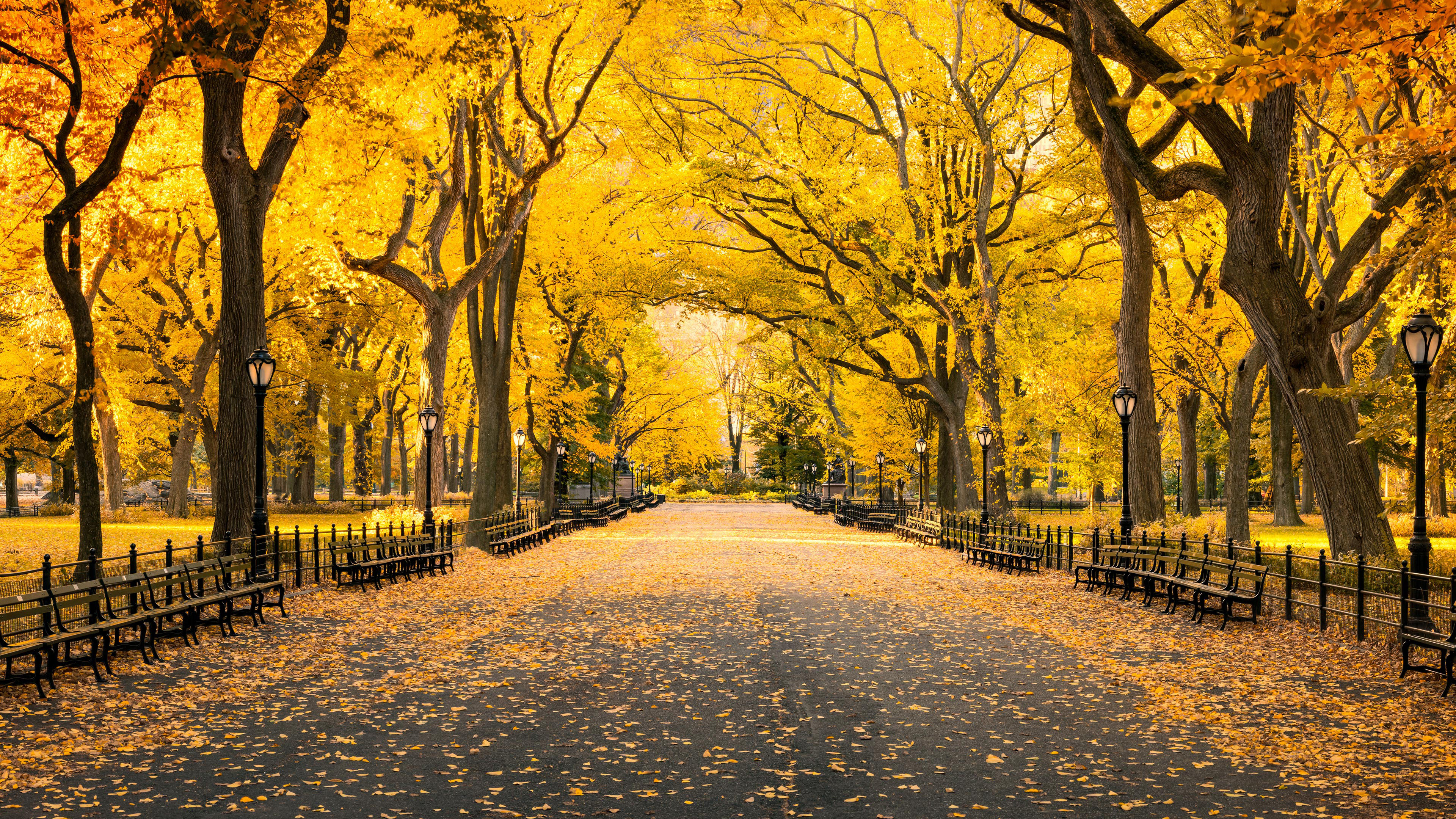 Bing HD Wallpaper Oct 18, 2024: Autumn in Central Park, New York, United States wallpaper
