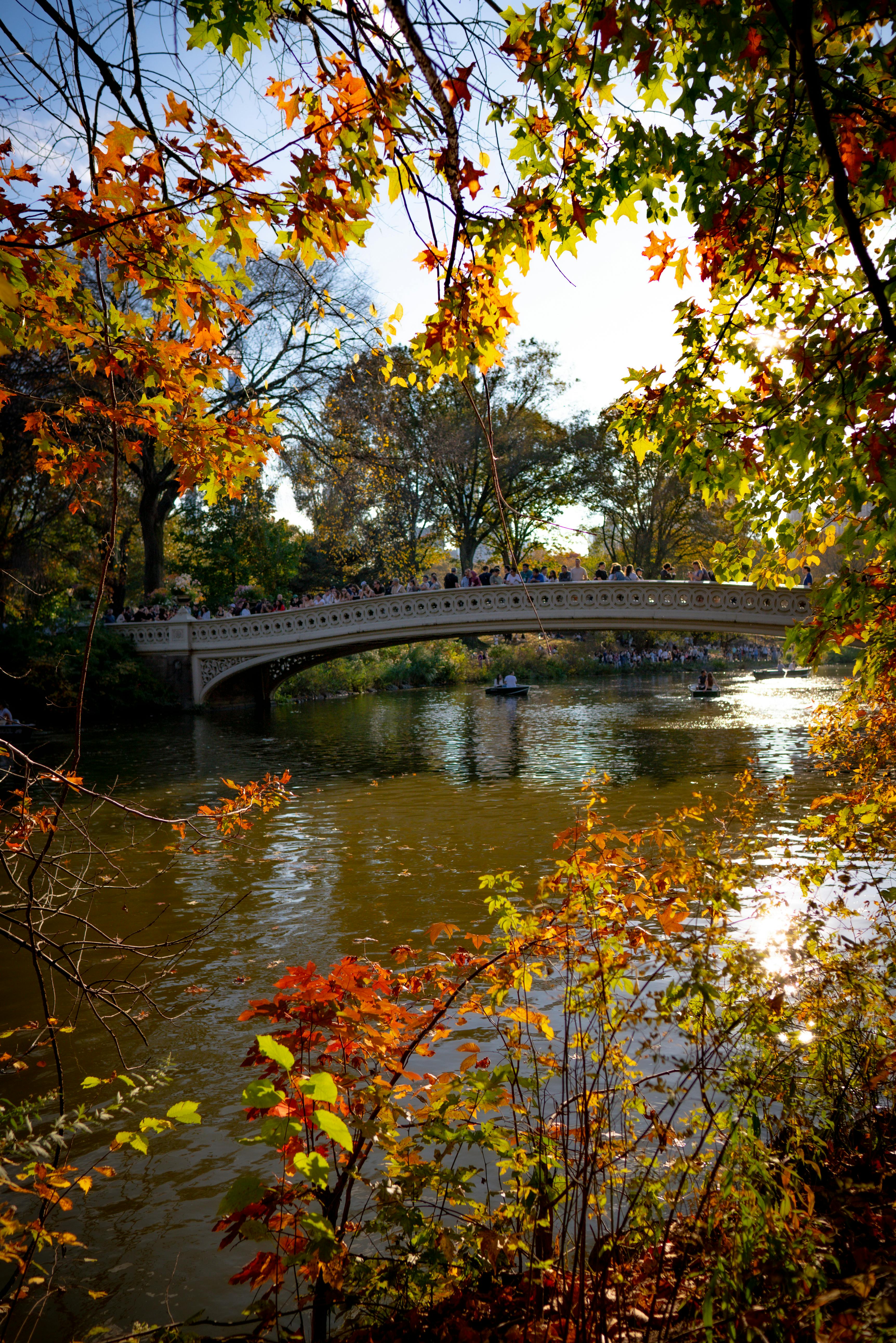 Autumn in Central Park with Bow Bridge · Free