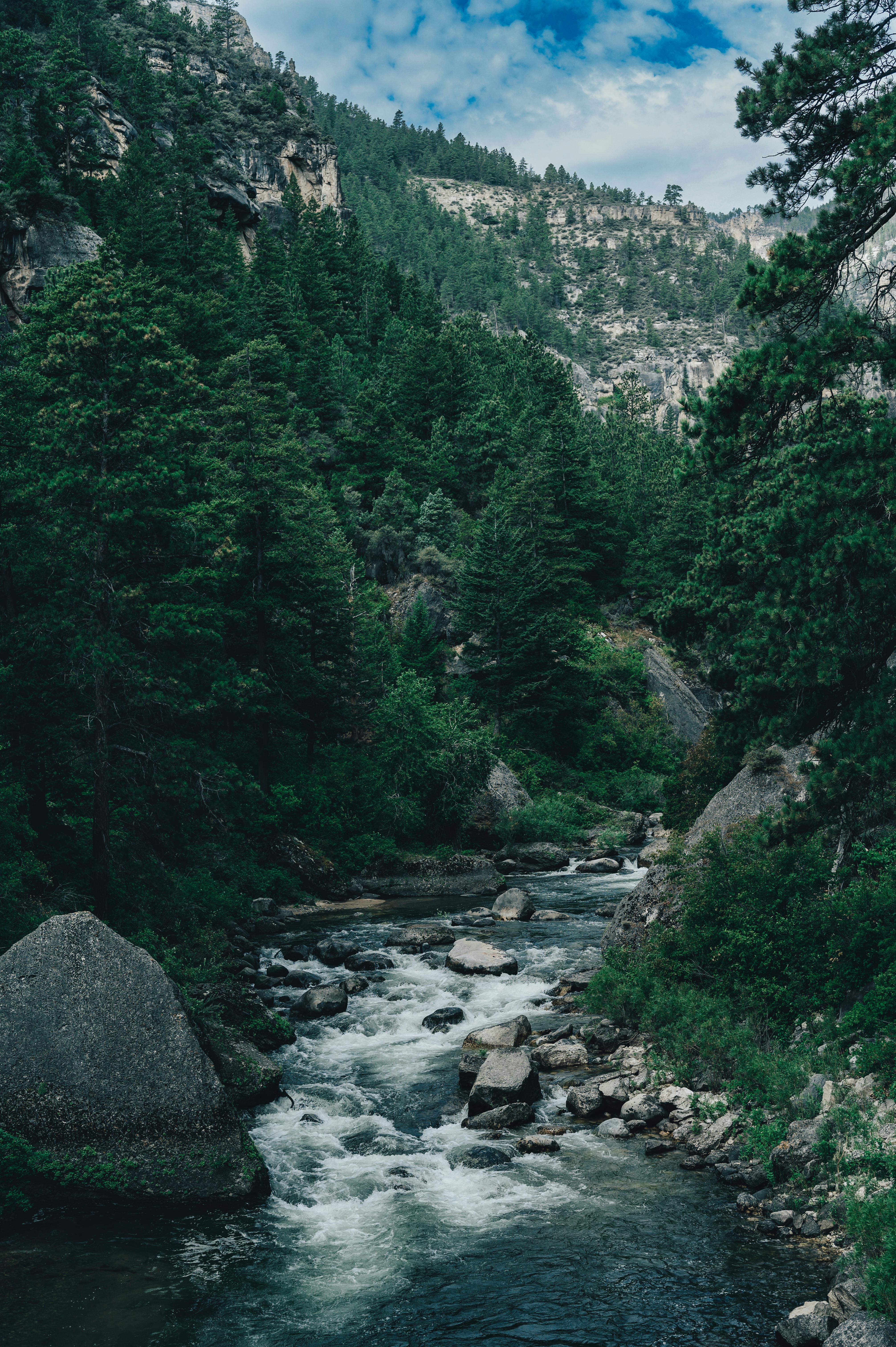 River in Between Green Trees and Mountains · Free