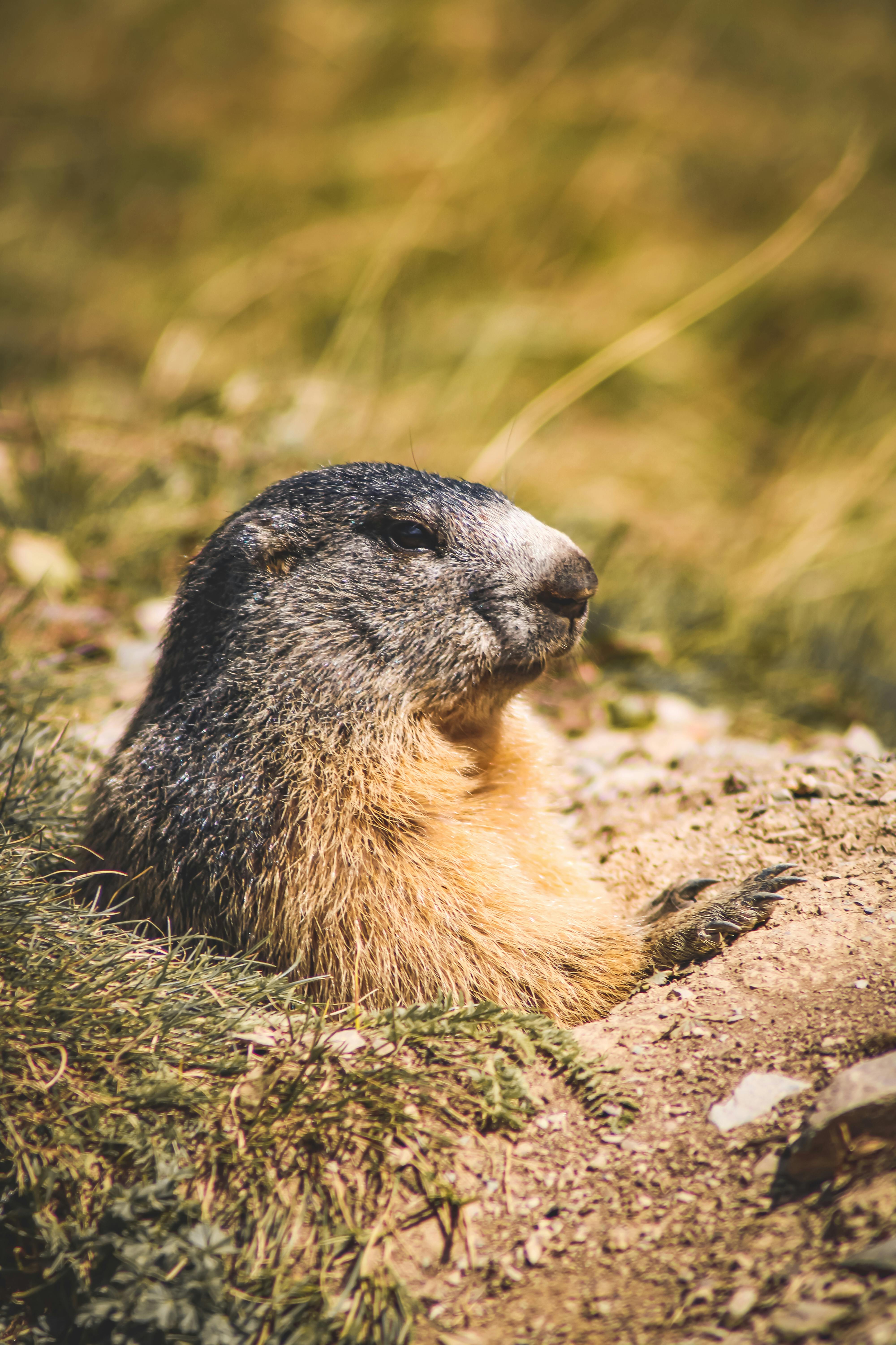 Close Up Shot Of A Groundhog · Free
