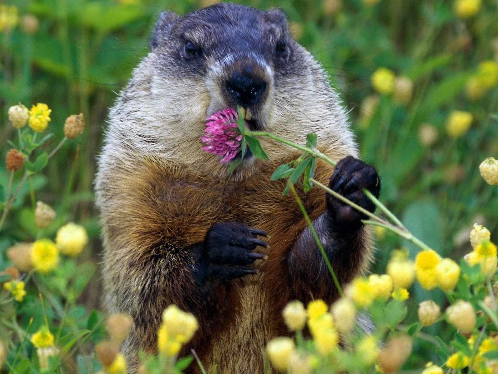 Download Animal Groundhog Wallpaper