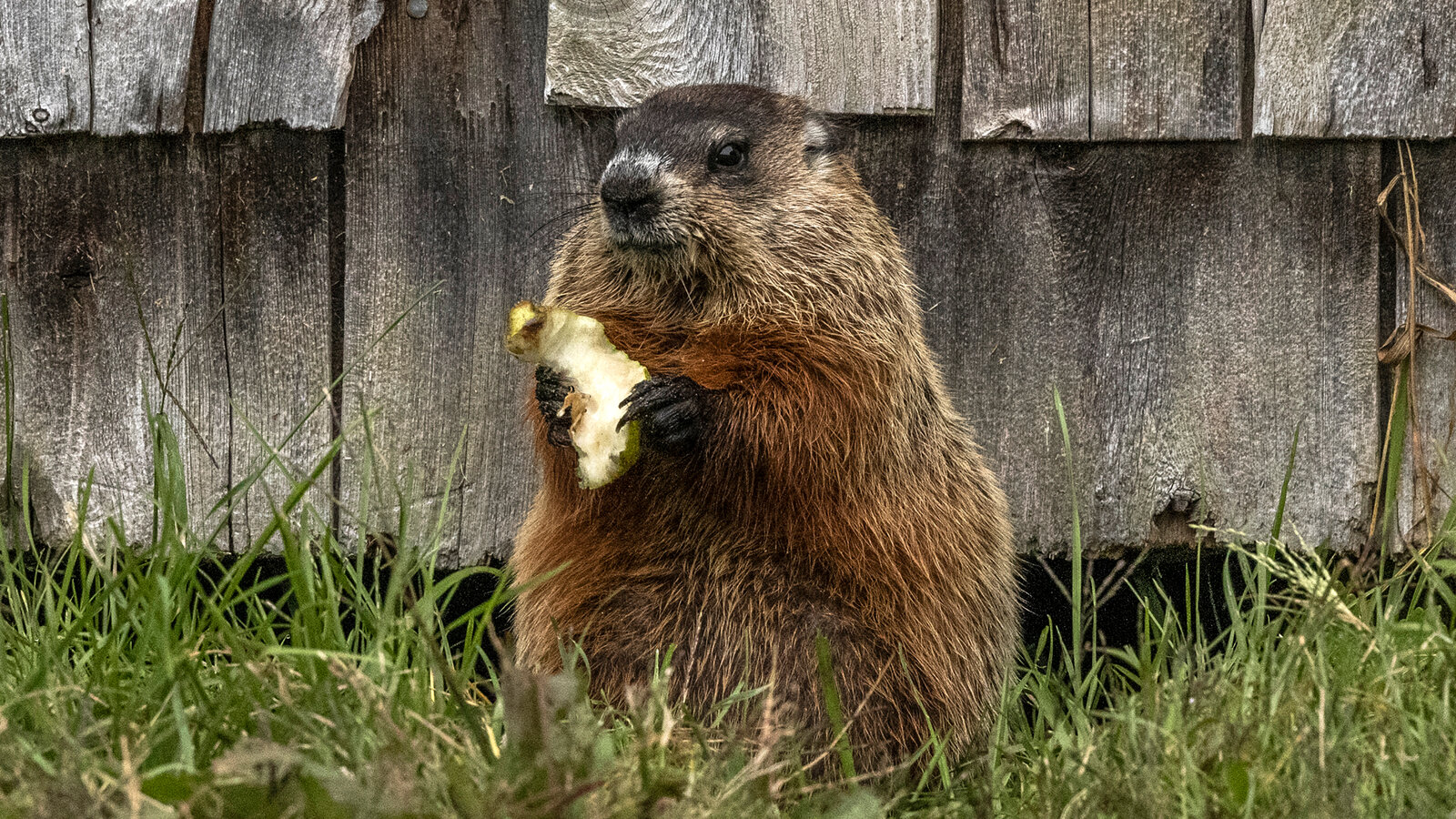 Groundhog Day: Munching Marmots Emerge From the Scientific Shadows