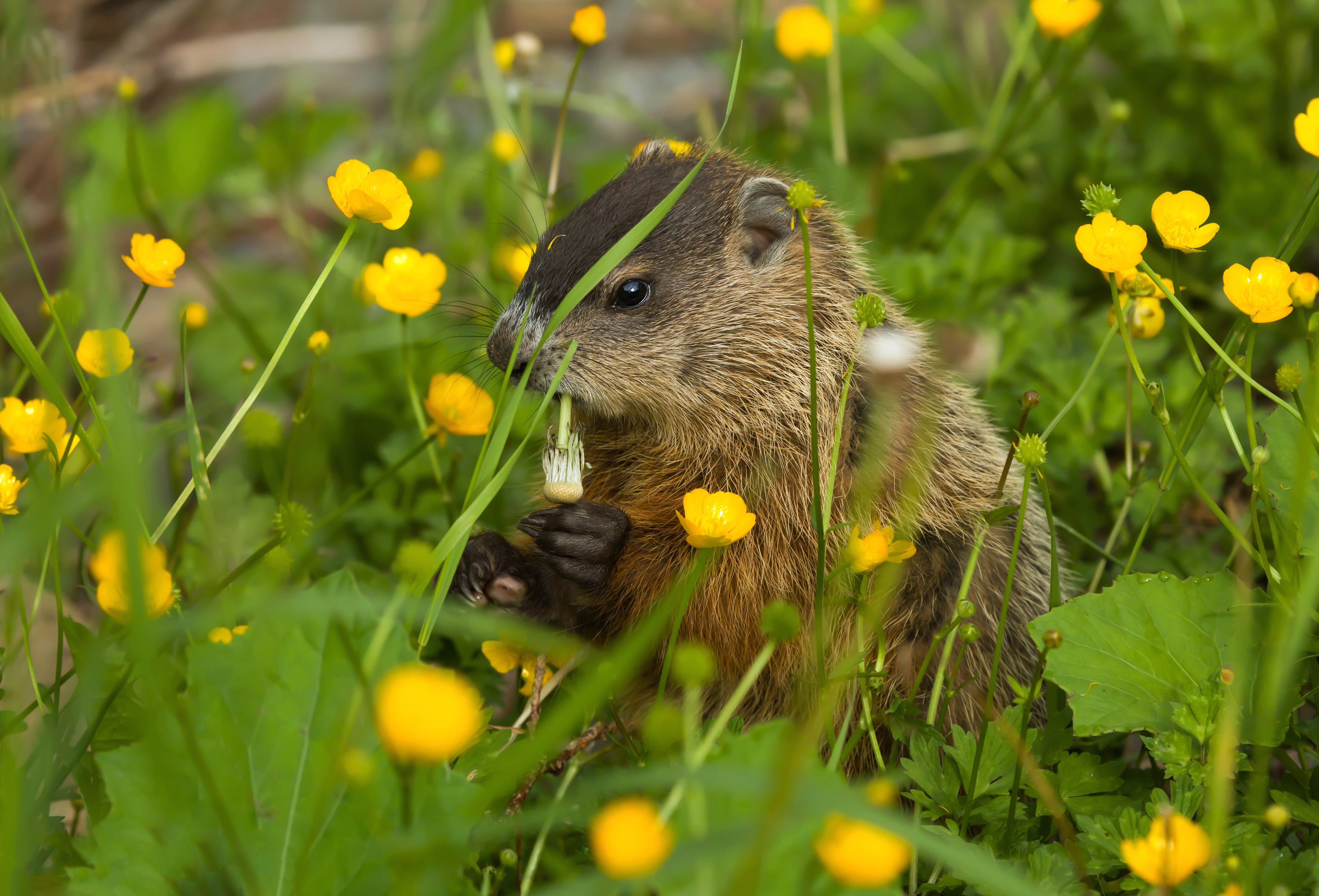 Download Flower Animal Groundhog 4k Ultra HD Wallpaper