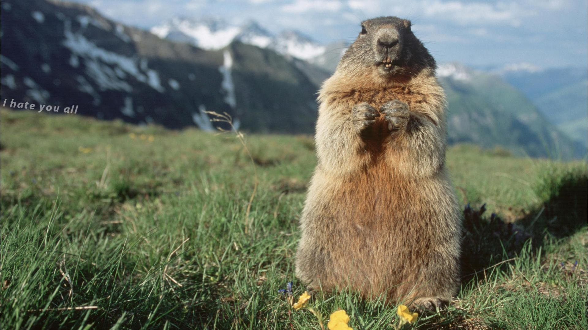 Groundhog Widescreen Wallpaper 76412