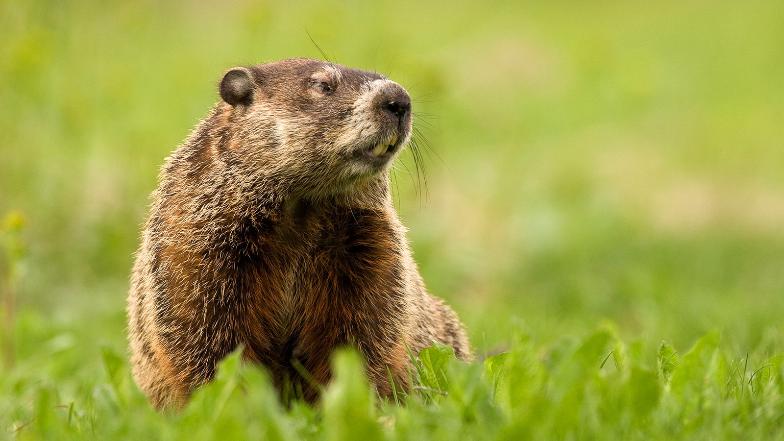Groundhog Wallpaper HD 76409