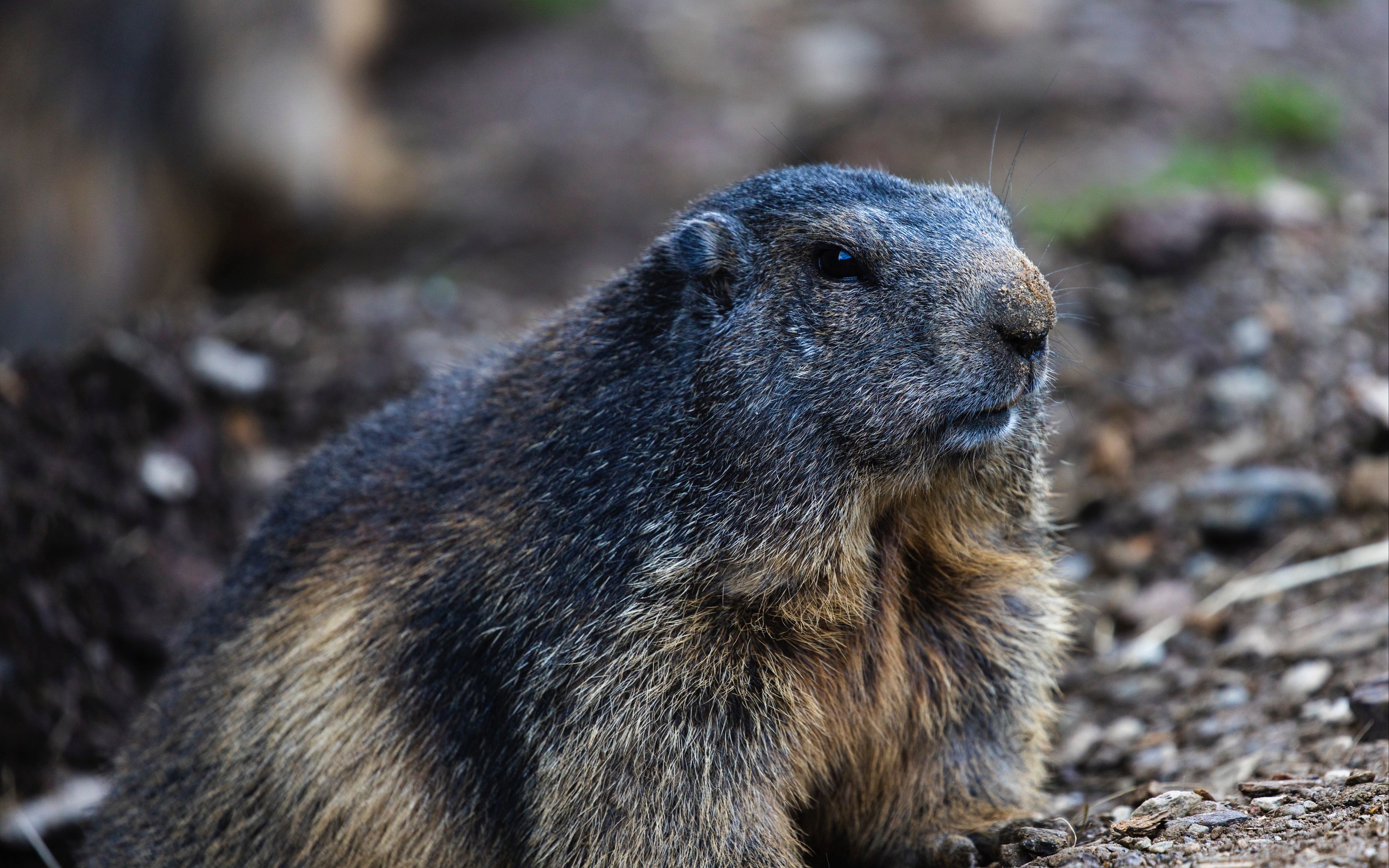 Download wallpaper 3840x2400 marmot, groundhog, rodent, wildlife 4k ultra HD 16:10 HD background