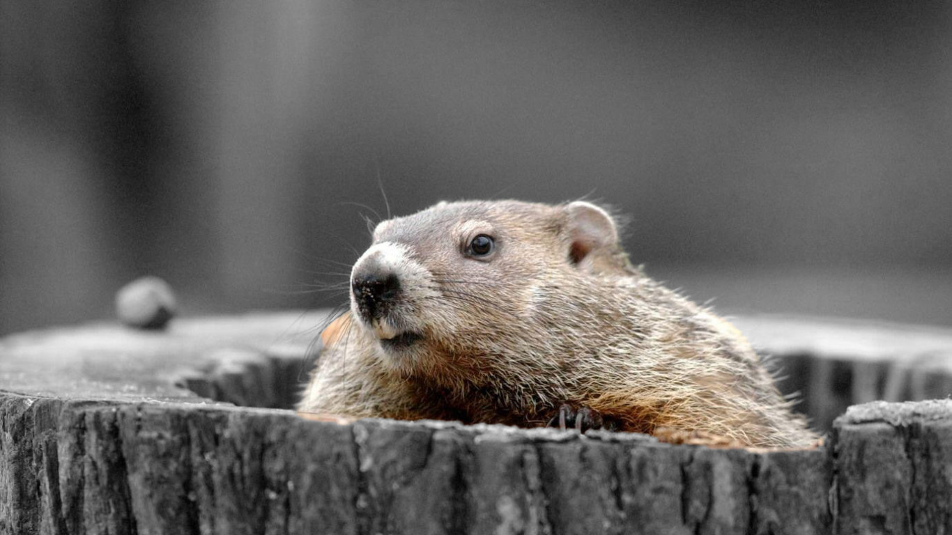 Groundhog HD Desktop Wallpaper 76405