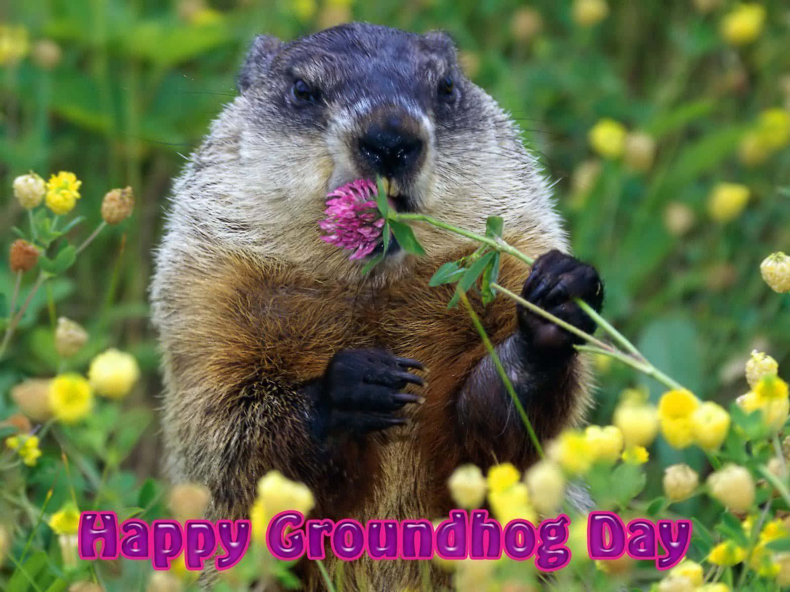 Groundhog Day Wallpaper