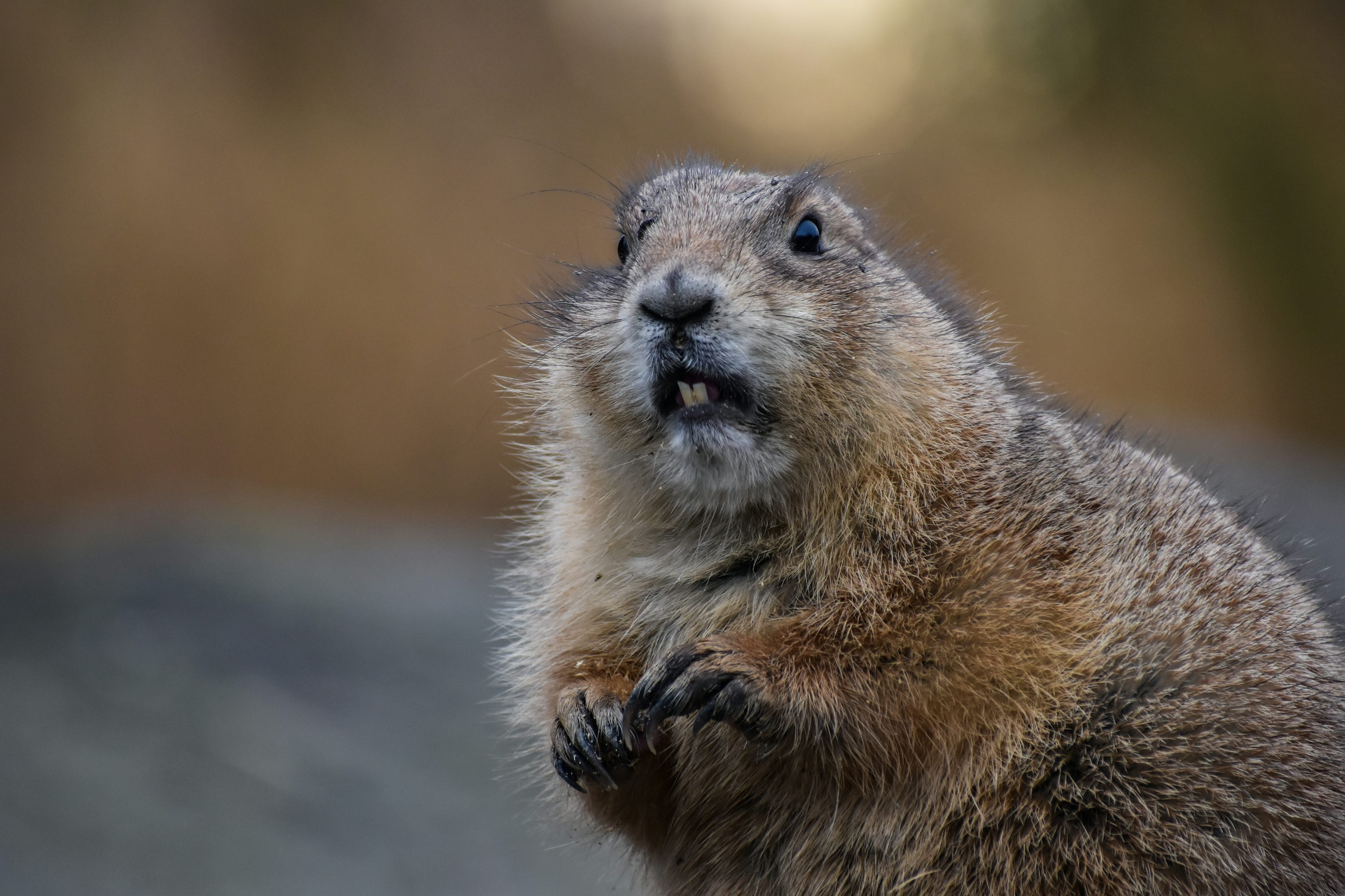 Groundhog Day Picture. Download Free Image