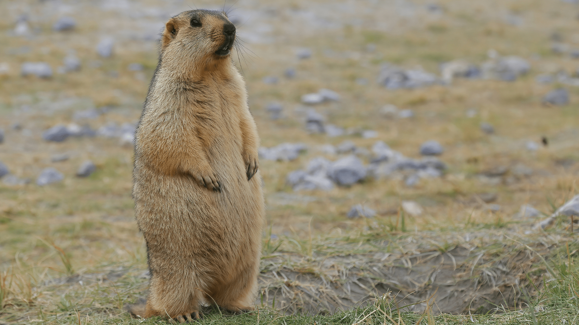 Police department in Wisconsin clears up misinformation after wild animal incidents