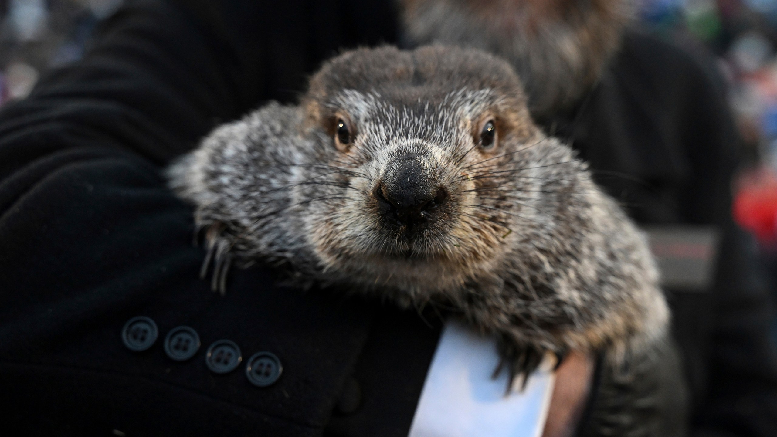 Beneath the surface, Groundhog Day's deep roots predate Punxsutawney Phil. WKRN News 2
