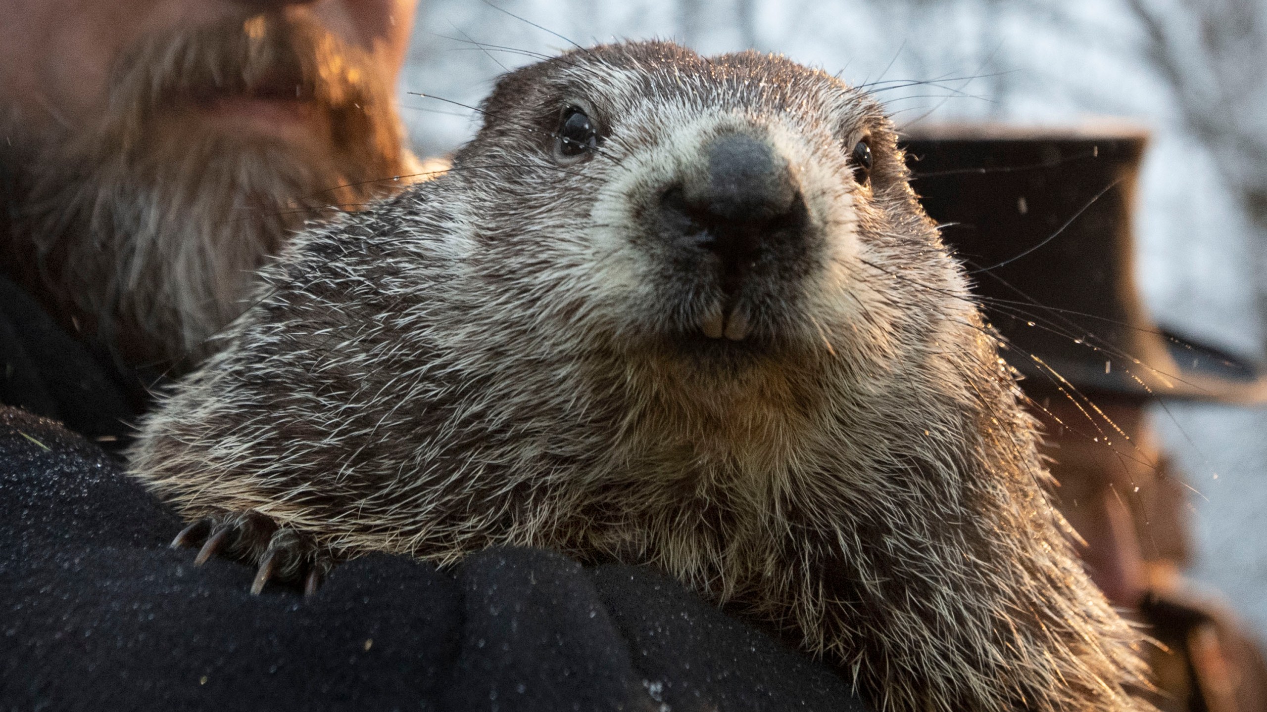 A gloomy Groundhog Day: Punxsutawney Phil says more winter