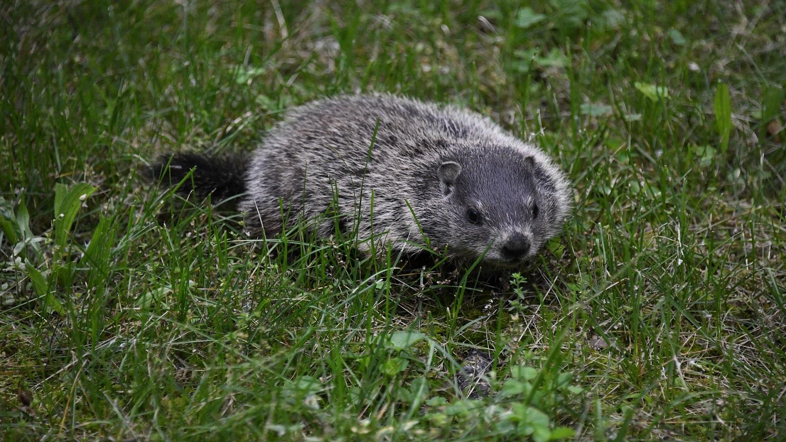 Groundhogs. University of Maryland Extension