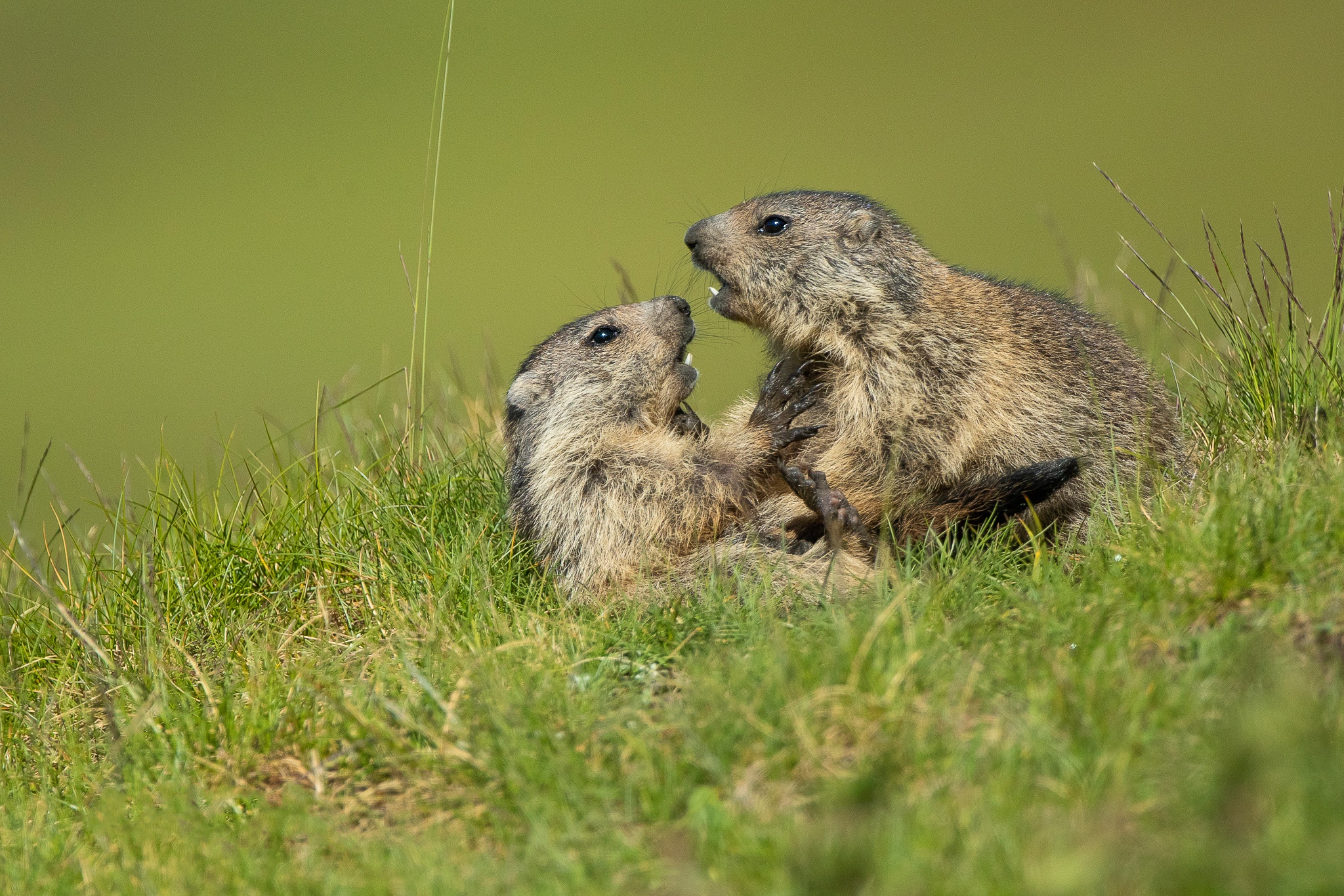 Download Animal Groundhog HD Wallpaper